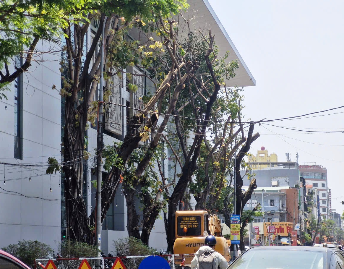 H&agrave;ng loạt c&acirc;y xanh ở trung t&acirc;m Đ&agrave; Nẵng bị cưa trụi đầu m&ugrave;a nắng n&oacute;ng- Ảnh 6.