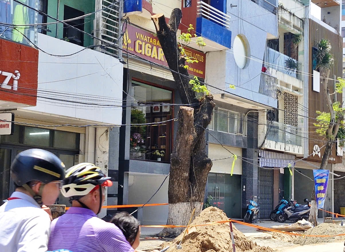 H&agrave;ng loạt c&acirc;y xanh ở trung t&acirc;m Đ&agrave; Nẵng bị cưa trụi đầu m&ugrave;a nắng n&oacute;ng- Ảnh 2.