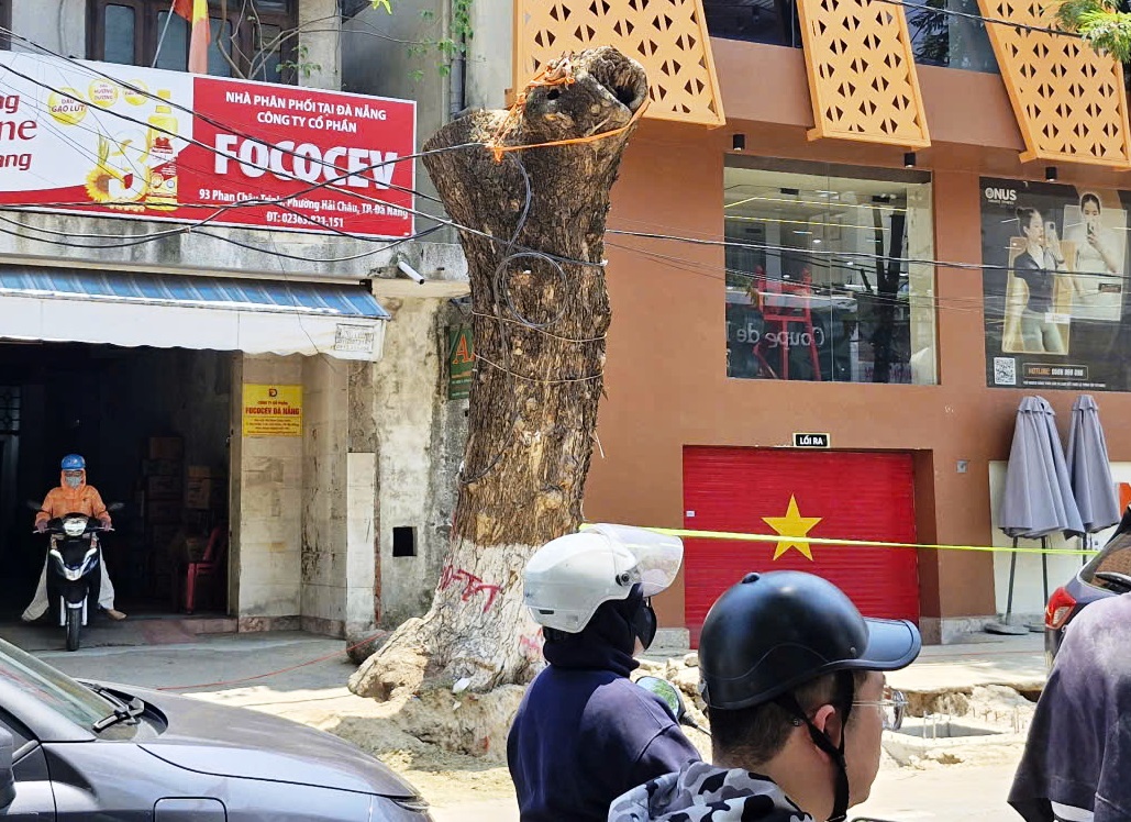 H&agrave;ng loạt c&acirc;y xanh ở trung t&acirc;m Đ&agrave; Nẵng bị cưa trụi đầu m&ugrave;a nắng n&oacute;ng- Ảnh 3.