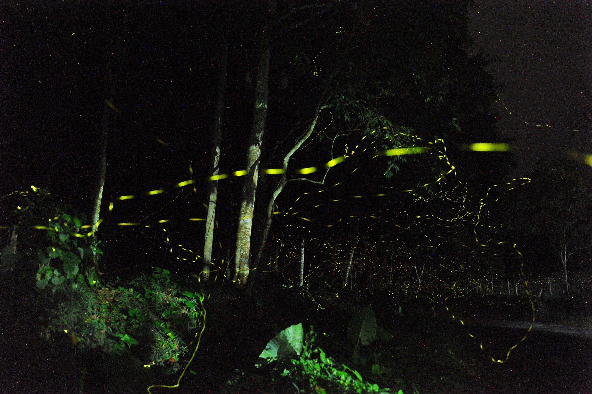 1 ng&agrave;y 2 m&ugrave;a lung linh ở rừng C&uacute;c Phương: S&aacute;ng ngắm bướm, tối xem đom đ&oacute;m  - Ảnh 4.