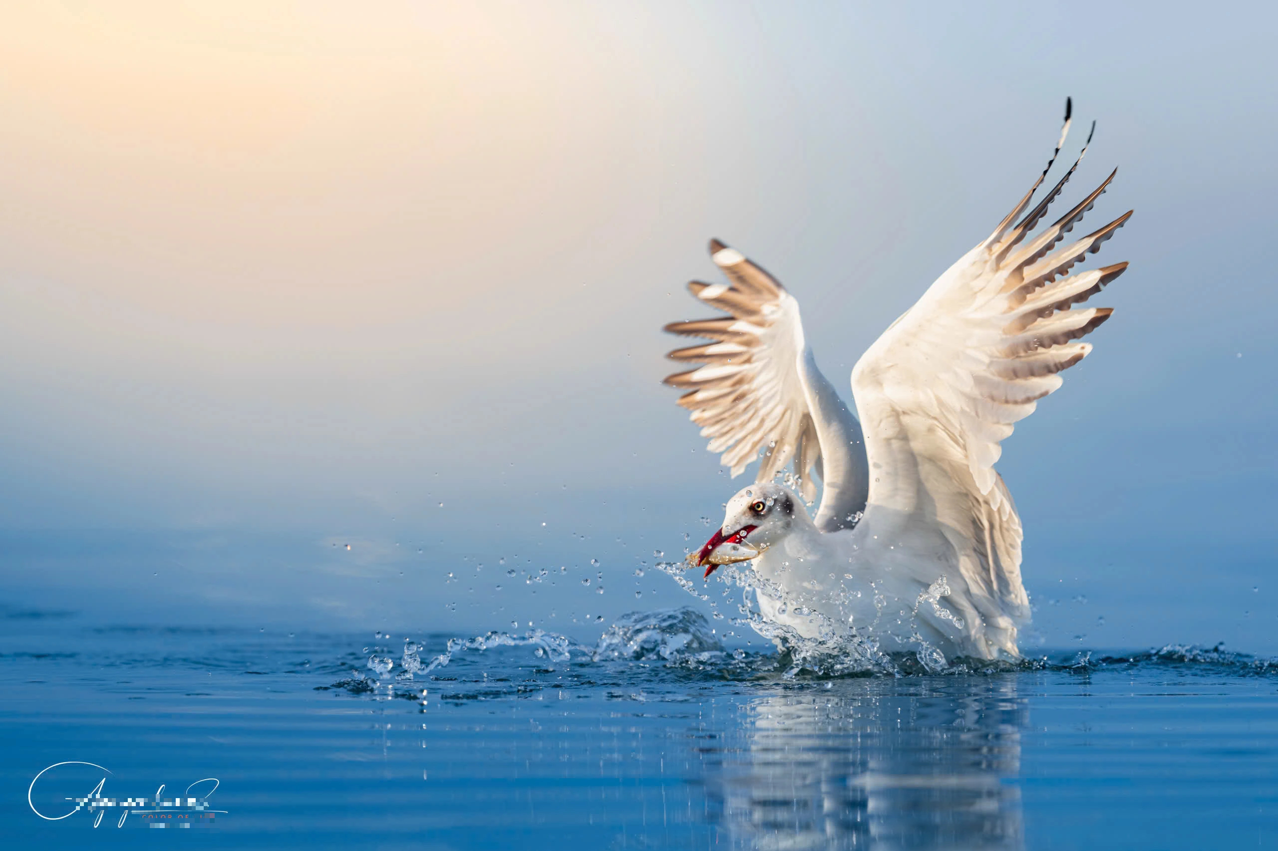 Khoảnh khắc đẹp ở cửa biển Rạch Giá: Đàn hải âu, chim nhạn chao lượn bắt cá - Ảnh 1.