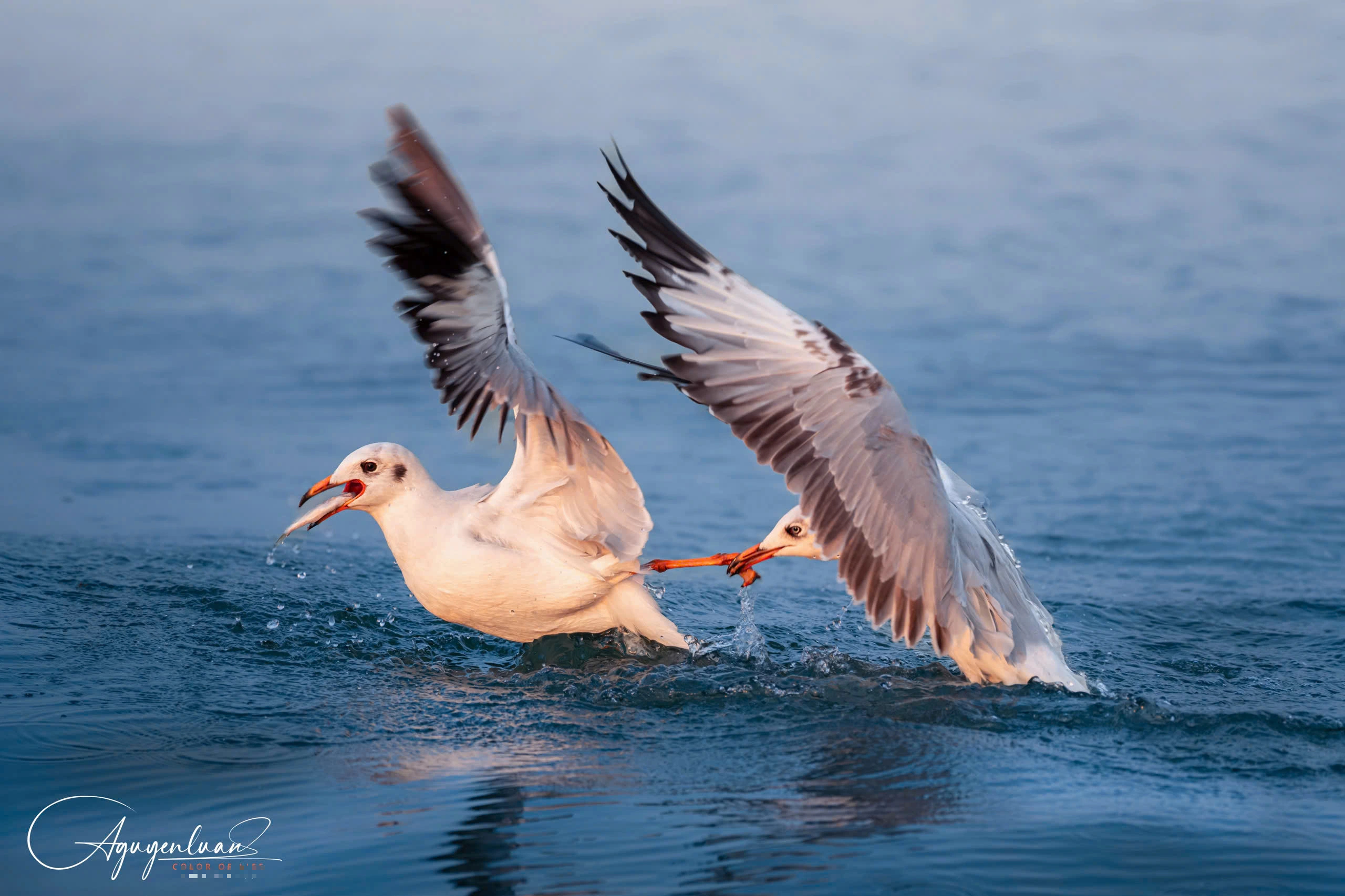 Khoảnh khắc đẹp ở cửa biển Rạch Giá: Đàn hải âu, chim nhạn chao lượn bắt cá - Ảnh 3.