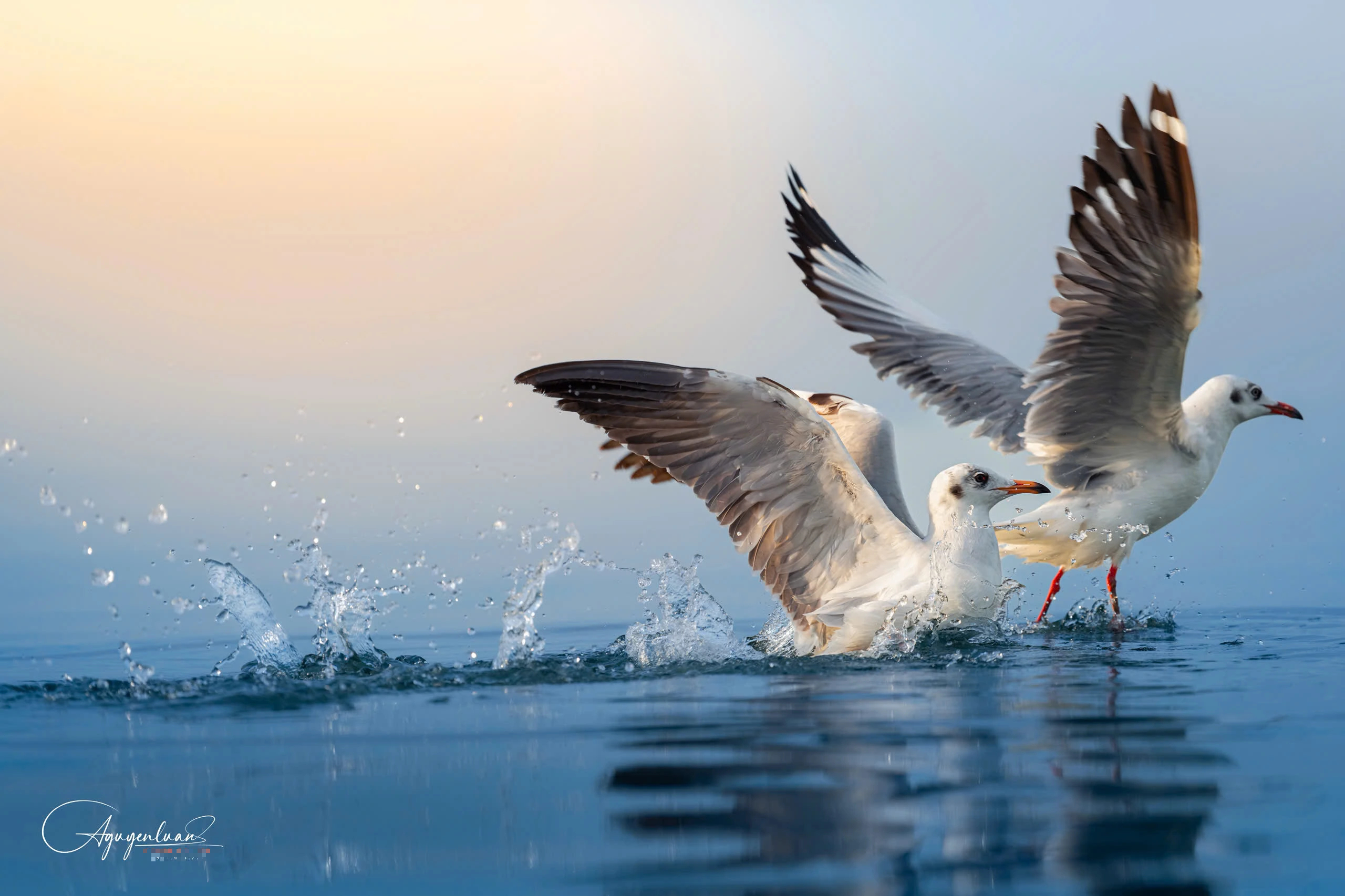 Khoảnh khắc đẹp ở cửa biển Rạch Giá: Đàn hải âu, chim nhạn chao lượn bắt cá - Ảnh 4.