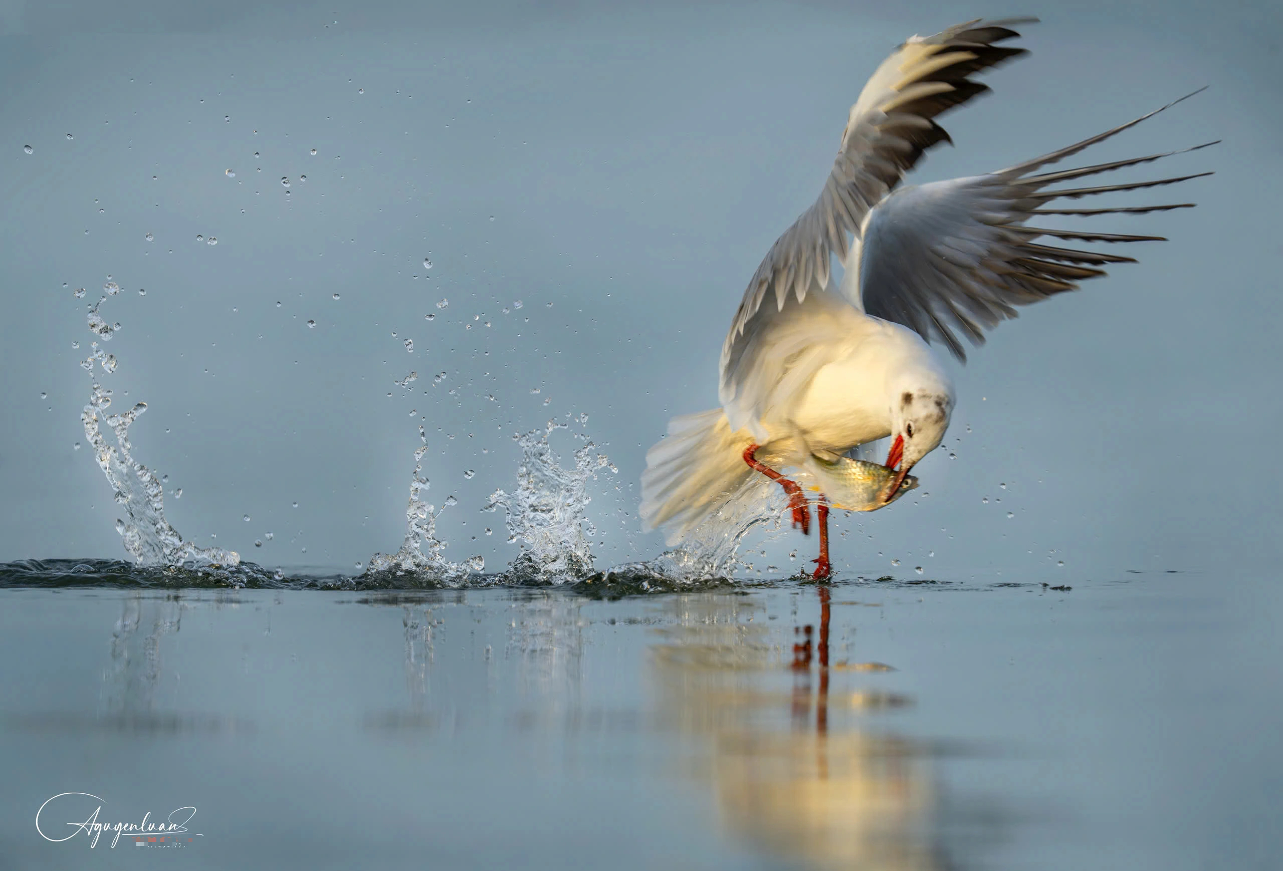 Khoảnh khắc đẹp ở cửa biển Rạch Giá: Đàn hải âu, chim nhạn chao lượn bắt cá - Ảnh 5.