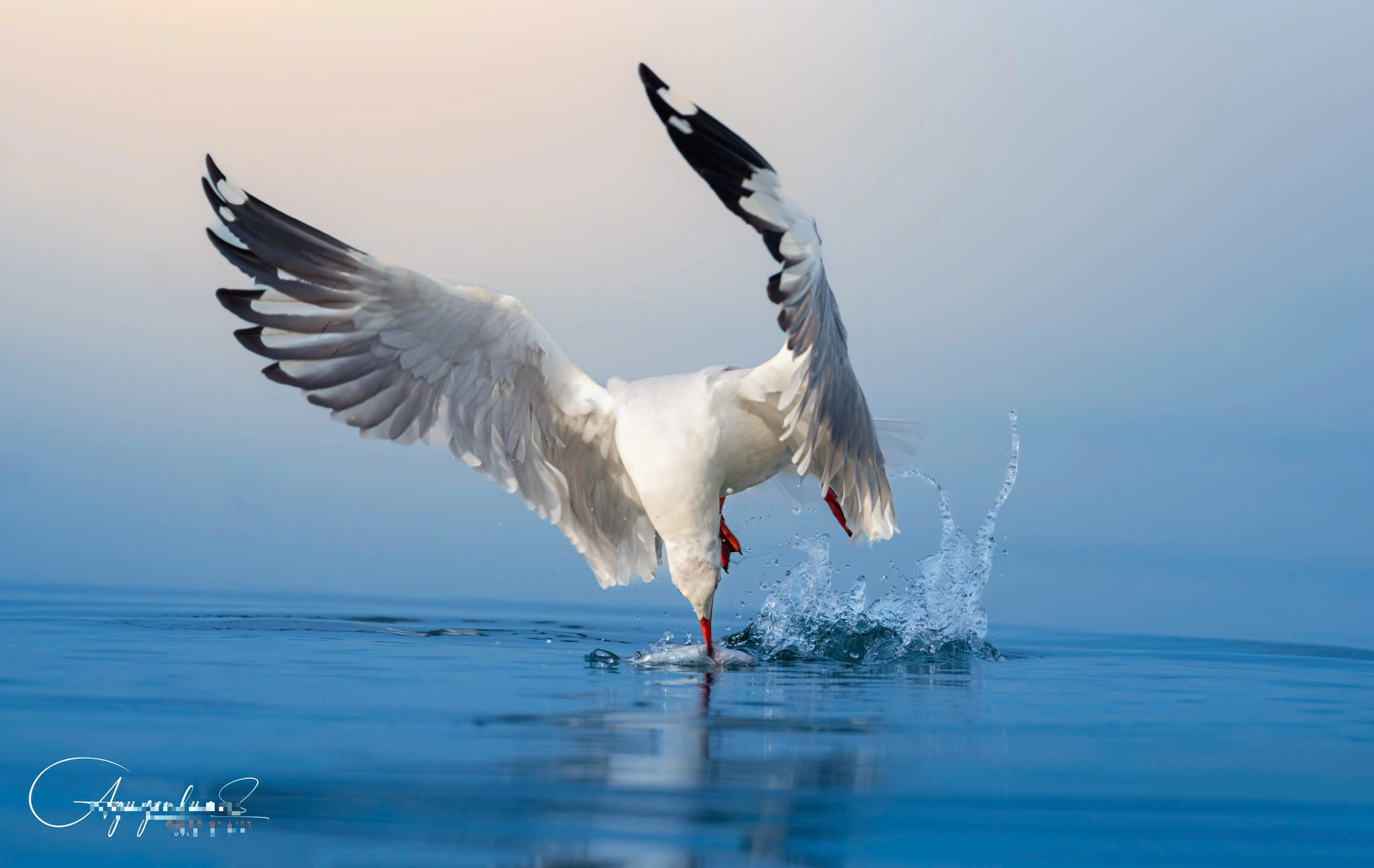 Khoảnh khắc đẹp ở cửa biển Rạch Giá: Đàn hải âu, chim nhạn chao lượn bắt cá - Ảnh 2.