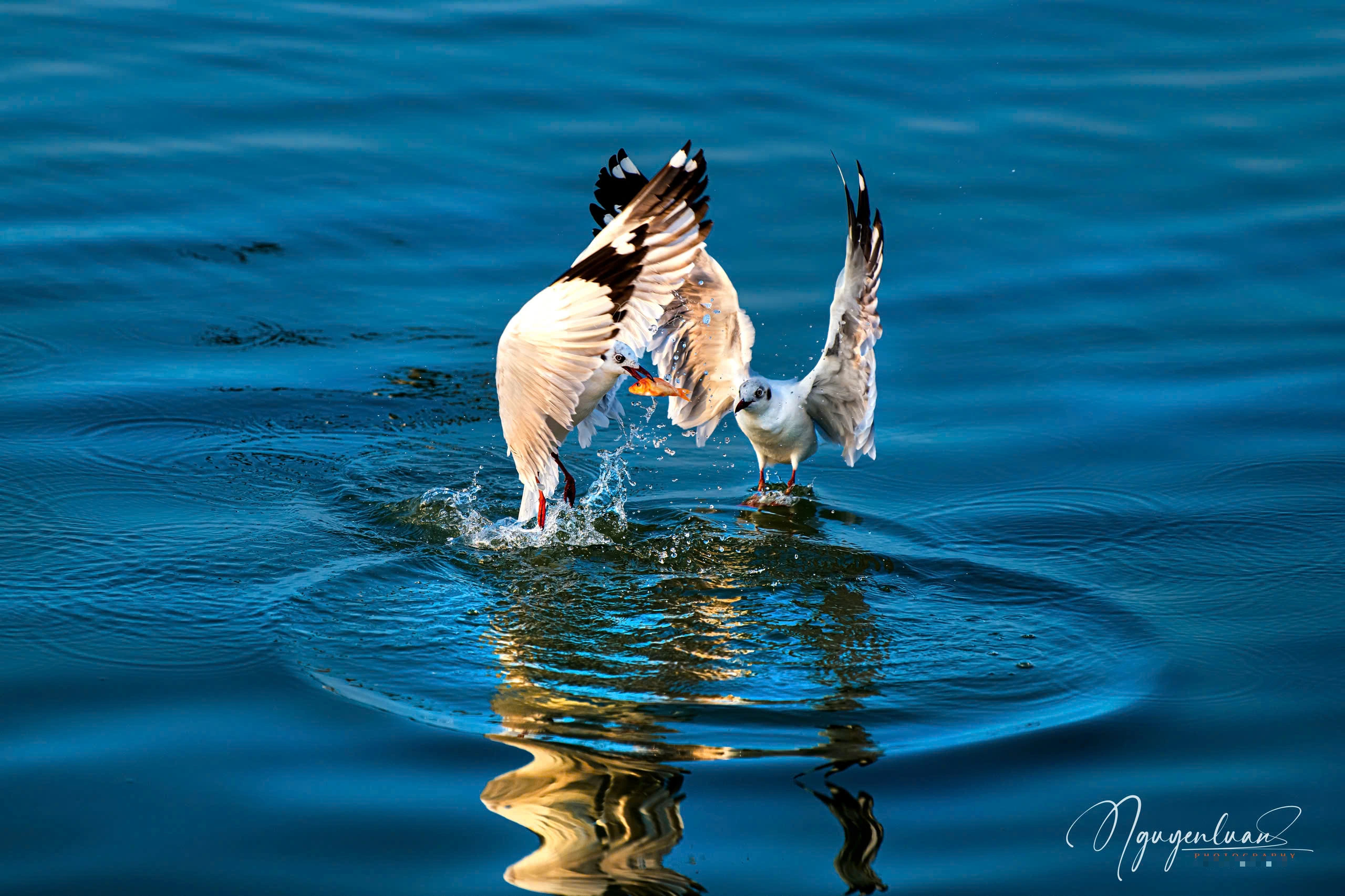 Khoảnh khắc đẹp ở cửa biển Rạch Giá: Đàn hải âu, chim nhạn chao lượn bắt cá - Ảnh 6.