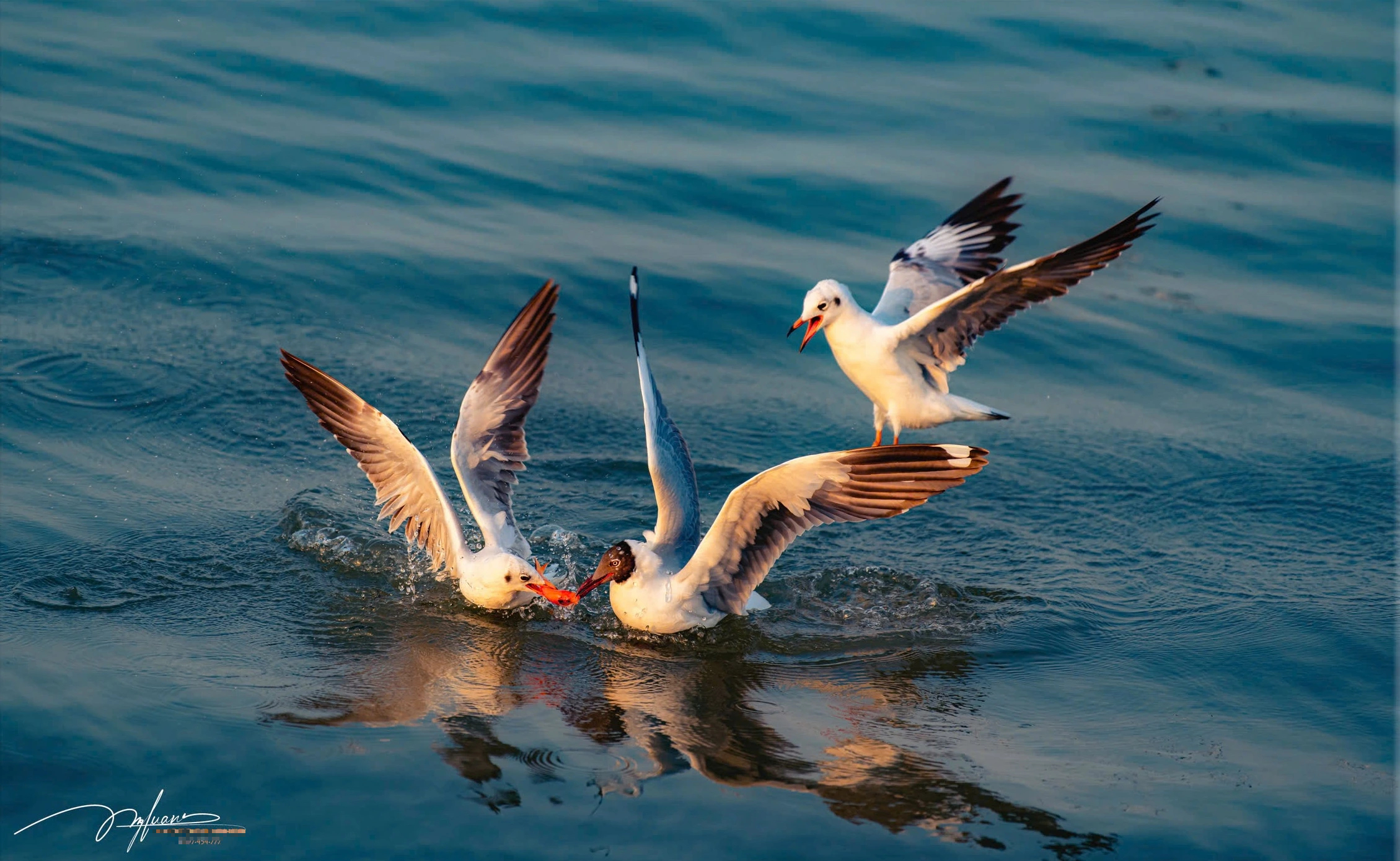 Khoảnh khắc đẹp ở cửa biển Rạch Giá: Đàn hải âu, chim nhạn chao lượn bắt cá - Ảnh 9.