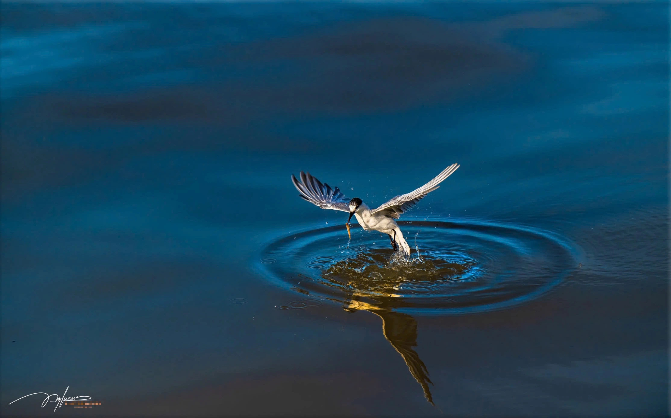 Khoảnh khắc đẹp ở cửa biển Rạch Giá: Đàn hải âu, chim nhạn chao lượn bắt cá - Ảnh 8.