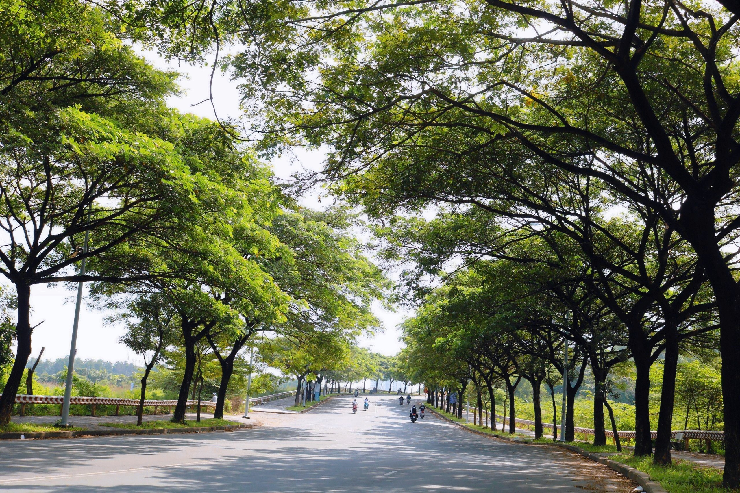 Những tuyến đường m&aacute;t rượi giữa nắng n&oacute;ng ở TP . HCM gi&uacute;p giới trẻ thư gi&atilde;n - Ảnh 1.