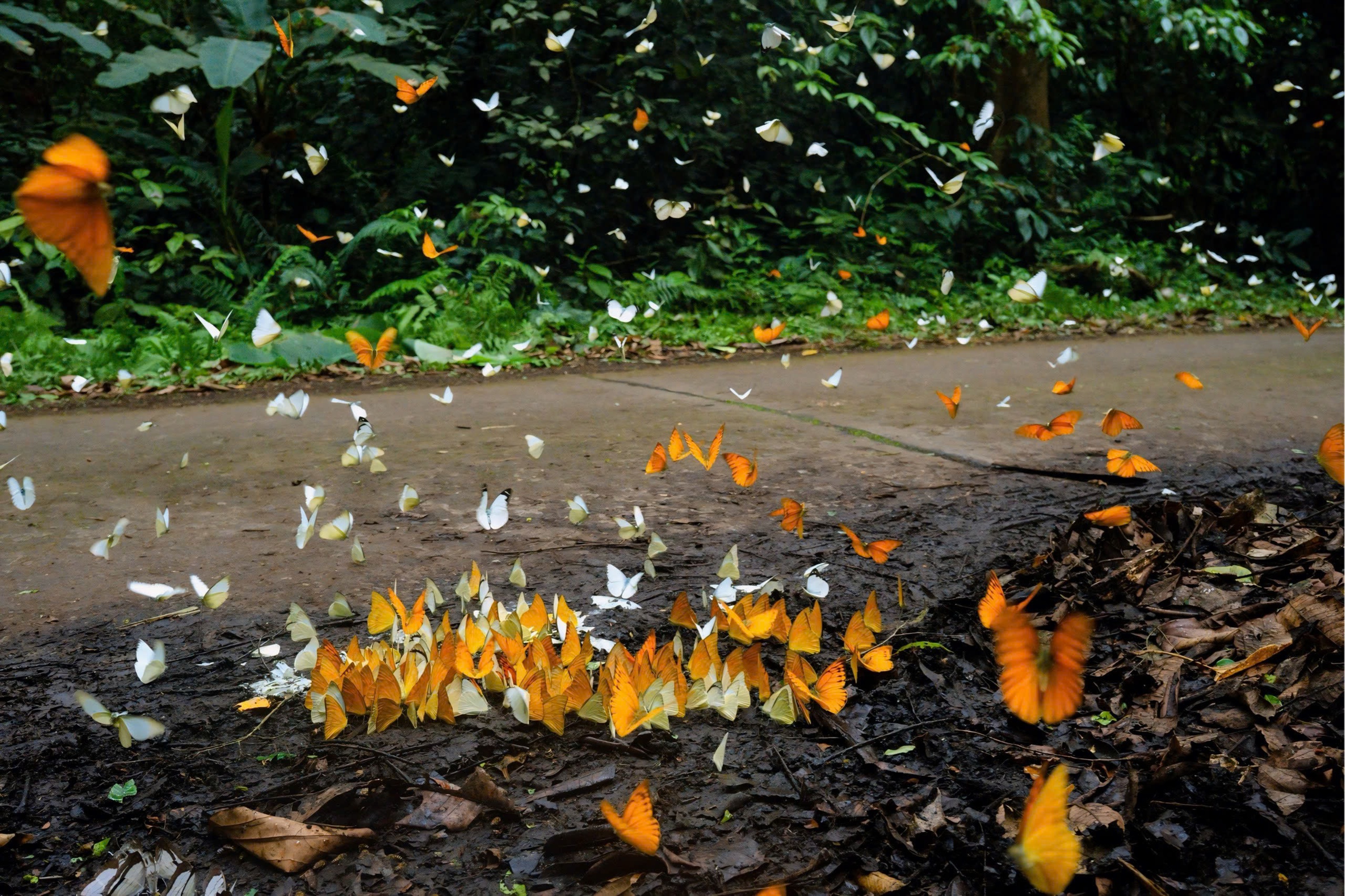 1 ng&agrave;y 2 m&ugrave;a lung linh ở rừng C&uacute;c Phương: S&aacute;ng ngắm bướm, tối xem đom đ&oacute;m  - Ảnh 2.