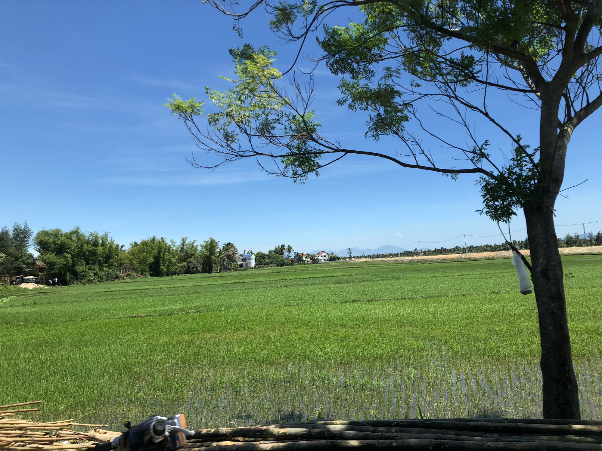 Cây lâu năm nào được trồng trên đất lúa?- Ảnh 1.