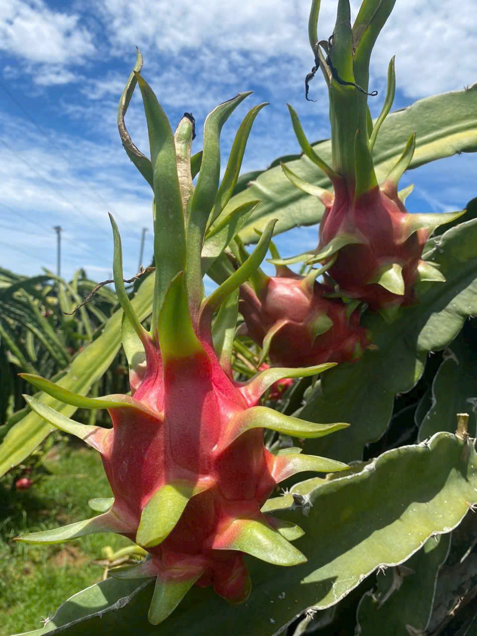 'Cai' thuốc bảo vệ thực vật cho n&ocirc;ng sản- Ảnh 1.