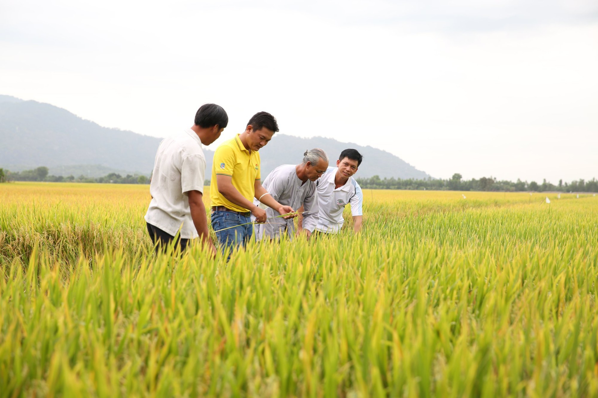'Cai' thuốc bảo vệ thực vật cho n&ocirc;ng sản- Ảnh 2.