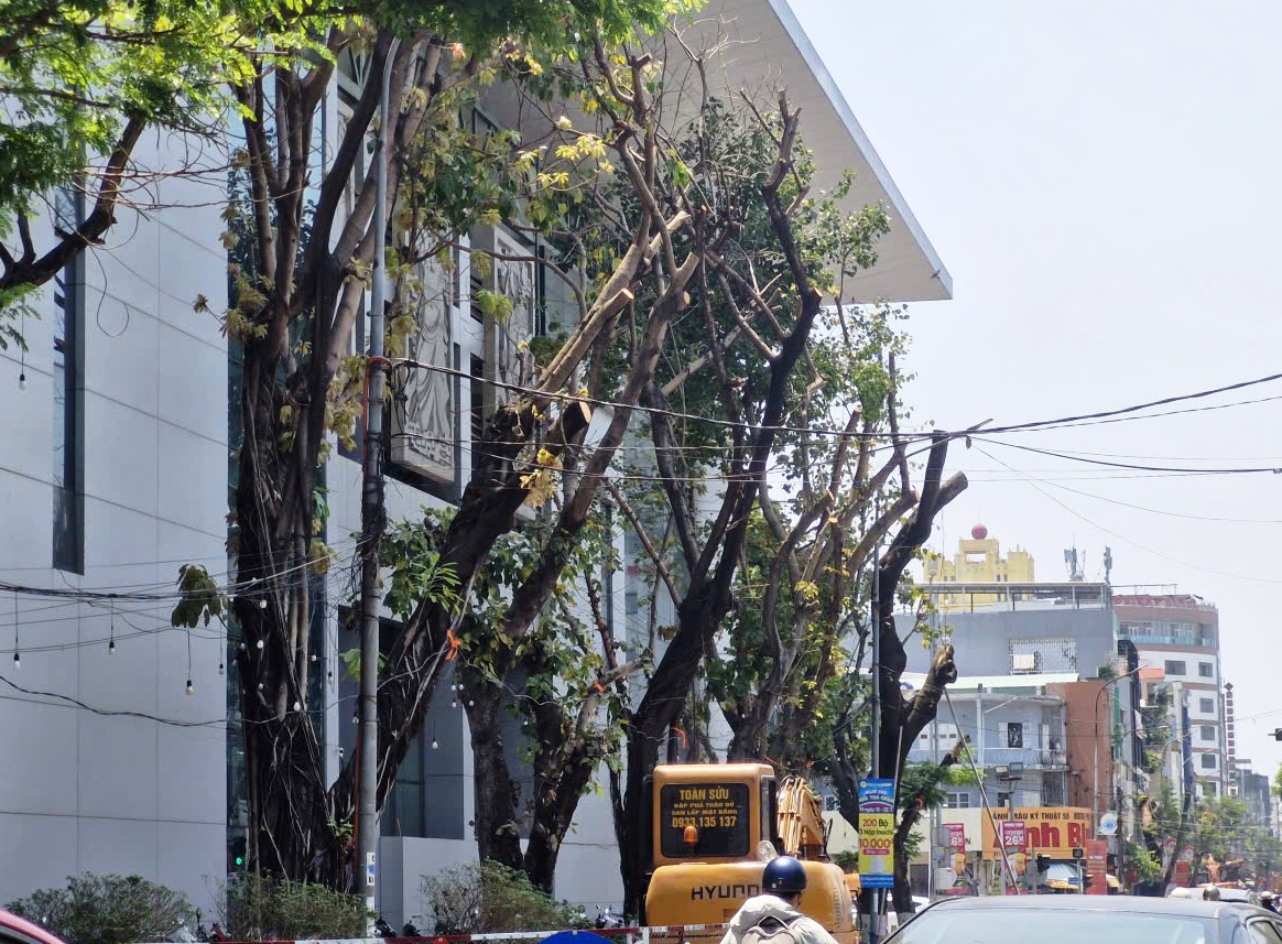 Đà Nẵng lên tiếng vụ hàng loạt cây xanh bị cắt trụi giữa nắng nóng - Ảnh 1.
