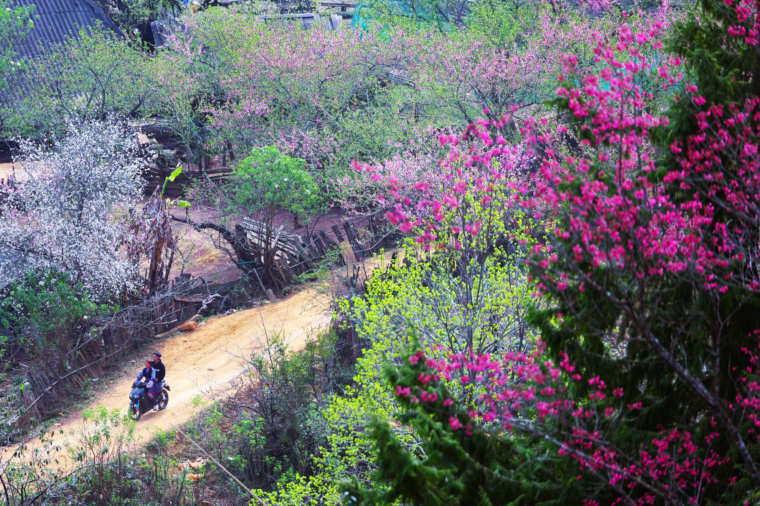 Xứ sở hoa đào Lùng Cúng ở Lào Cai mong mỏi một con đường- Ảnh 9. Xứ sở hoa đào Lùng Cúng ở Lào Cai mong mỏi một con đường- Ảnh 9.