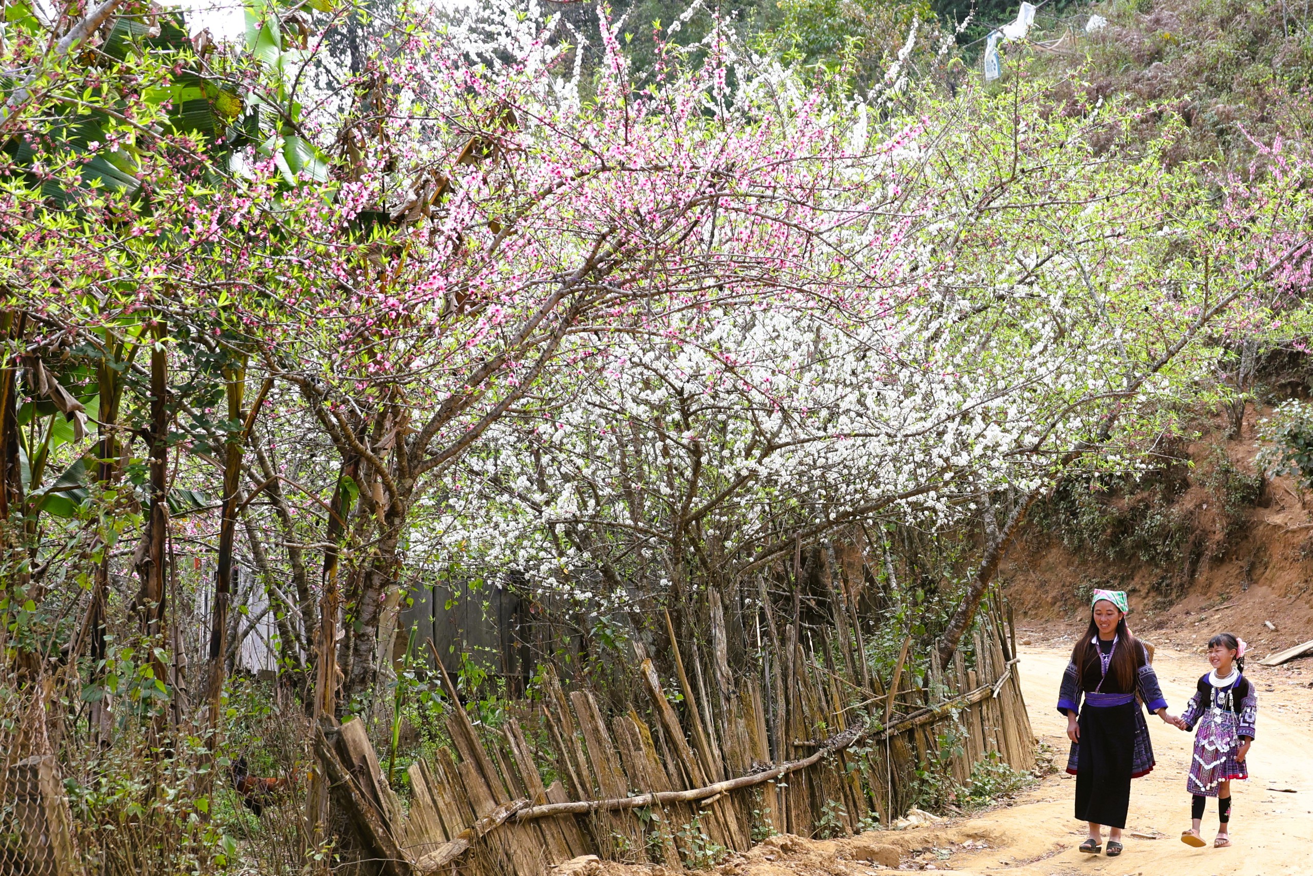 Xứ sở hoa đào Lùng Cúng ở Lào Cai mong mỏi một con đường- Ảnh 14. Xứ sở hoa đào Lùng Cúng ở Lào Cai mong mỏi một con đường- Ảnh 14.