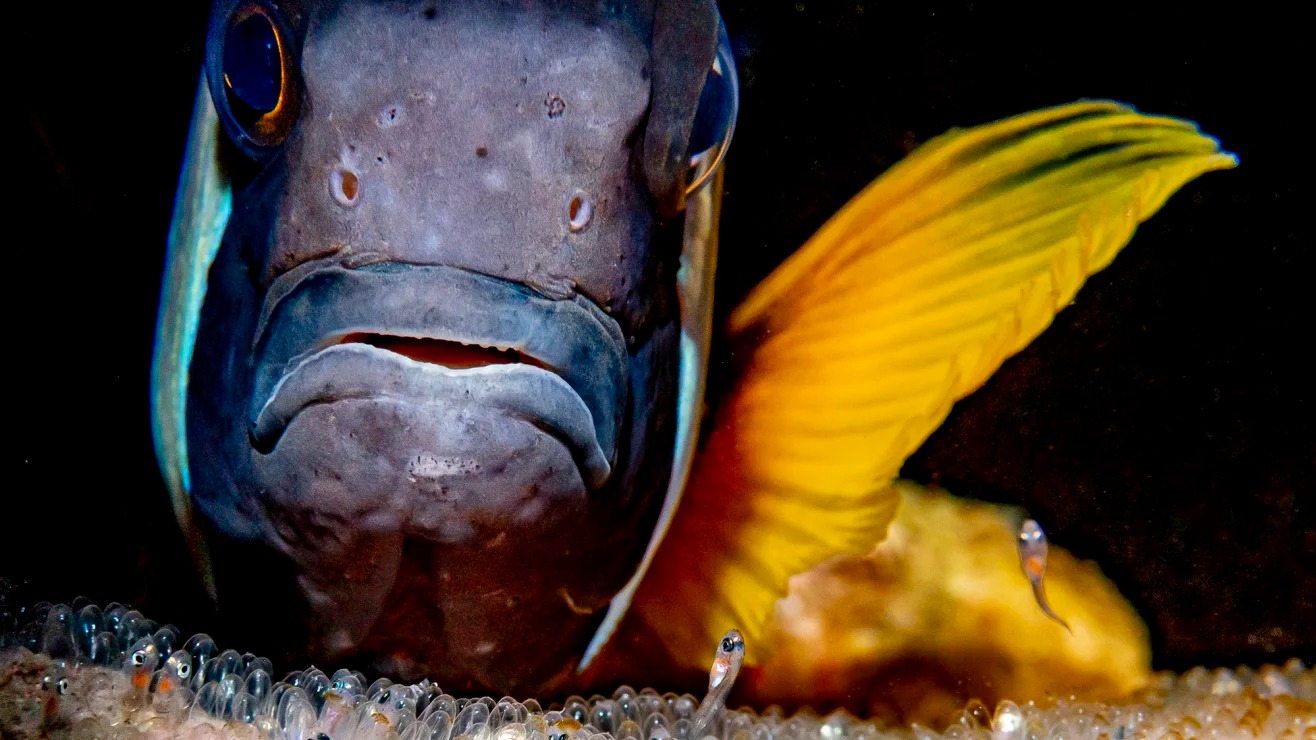 Những h&igrave;nh ảnh trong giải thưởng Nhiếp ảnh gia dưới nước của năm 2026 - Ảnh 1.