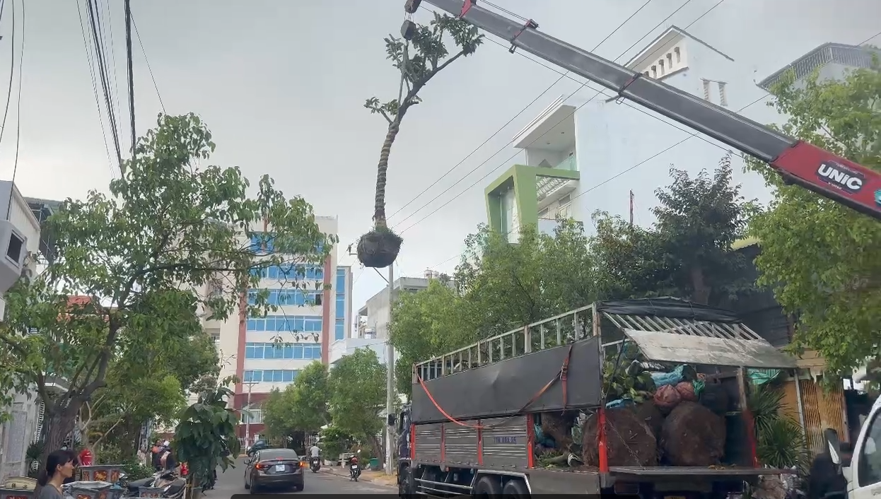 Tai nạn điện 3 pha tại Lâm Đồng khiến tài xế xe tải gắn cẩu tử vong - Ảnh 1.