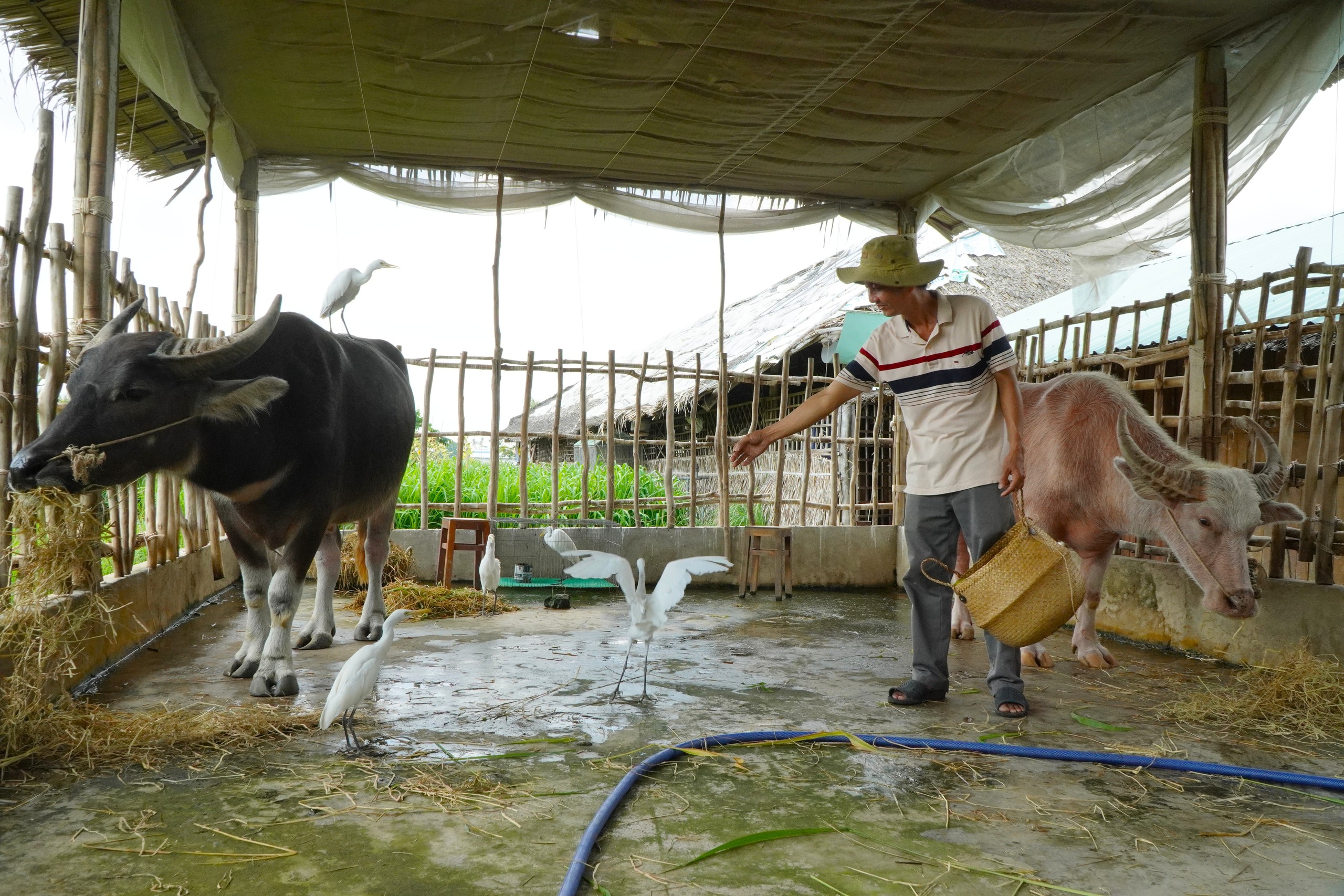 Ở cồn Sơn (Cần Thơ), tr&acirc;u v&agrave; đ&agrave;n c&ograve; được huấn luyện 'l&agrave;m du lịch', biết nghe lệnh, tương t&aacute;c với du kh&aacute;ch khiến nhiều người th&iacute;ch th&uacute;. - Ảnh 1.