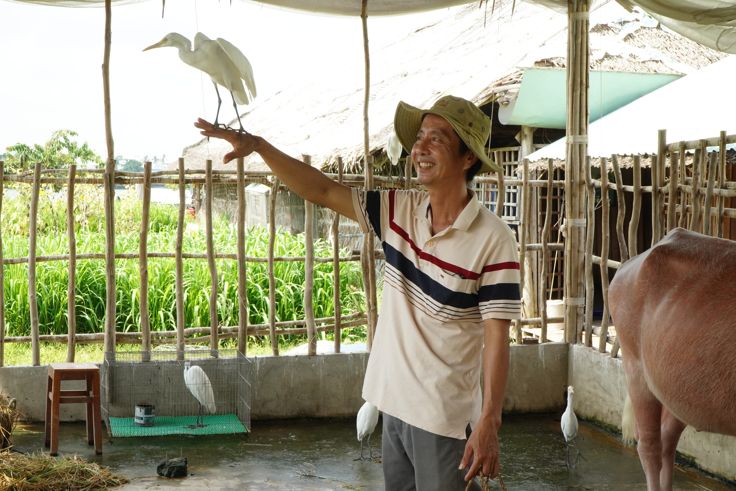 Ở cồn Sơn (Cần Thơ), tr&acirc;u v&agrave; đ&agrave;n c&ograve; được huấn luyện 'l&agrave;m du lịch', biết nghe lệnh, tương t&aacute;c với du kh&aacute;ch khiến nhiều người th&iacute;ch th&uacute;. - Ảnh 4.