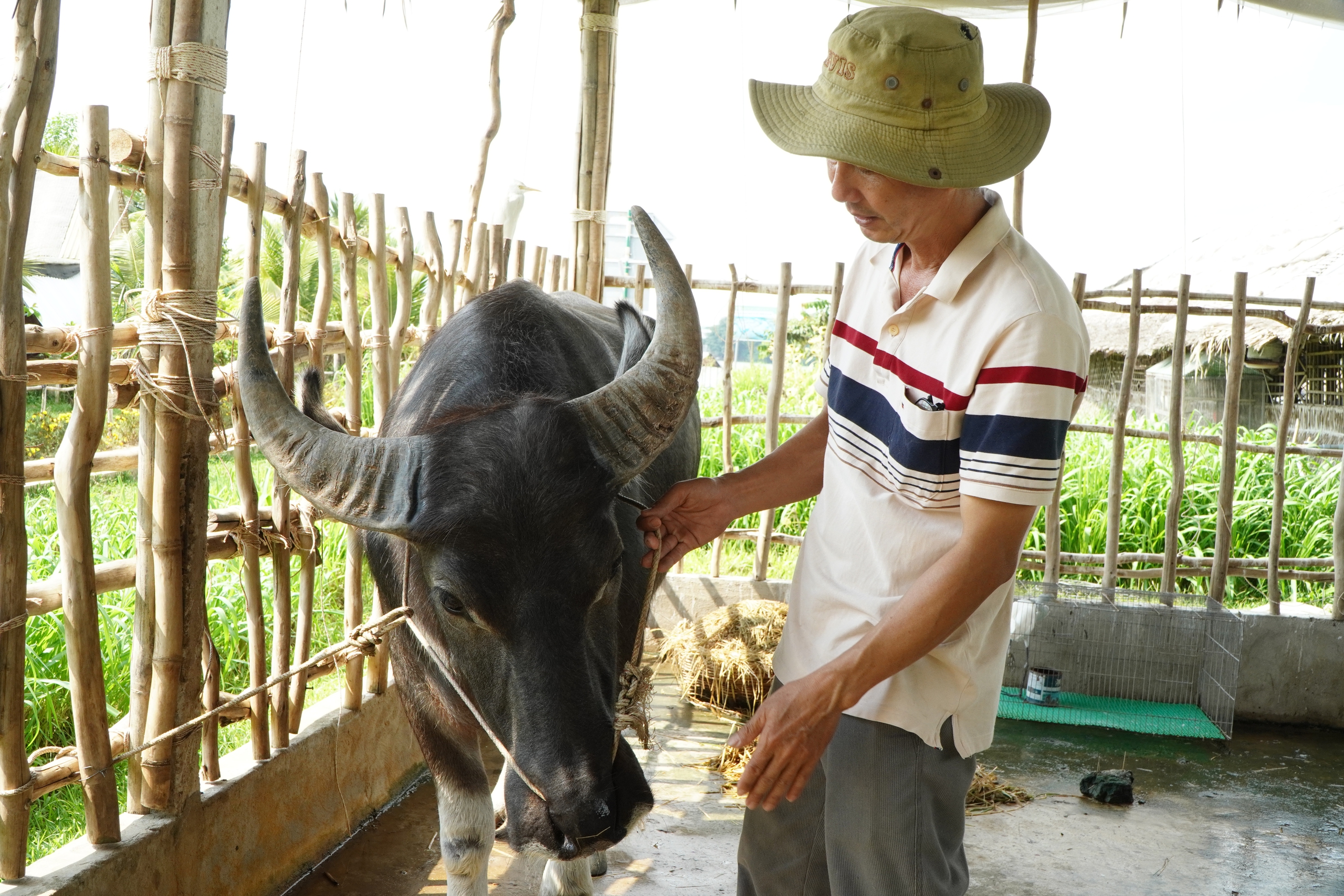 Ở cồn Sơn (Cần Thơ), tr&acirc;u v&agrave; đ&agrave;n c&ograve; được huấn luyện 'l&agrave;m du lịch', biết nghe lệnh, tương t&aacute;c với du kh&aacute;ch khiến nhiều người th&iacute;ch th&uacute;. - Ảnh 3.