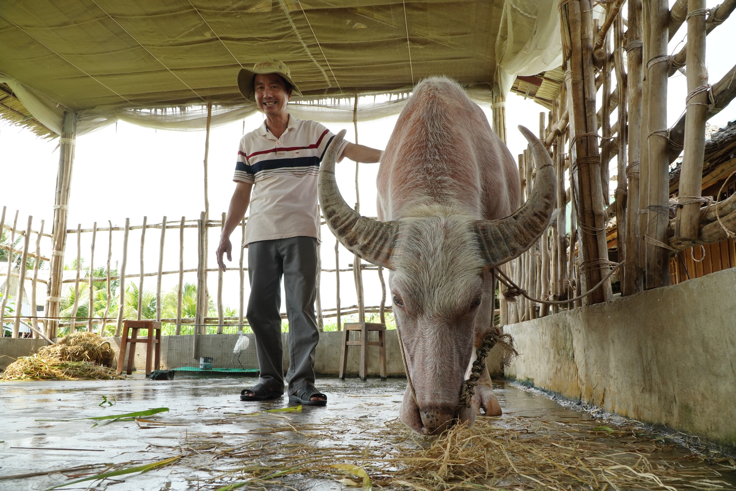 Ở cồn Sơn (Cần Thơ), tr&acirc;u v&agrave; đ&agrave;n c&ograve; được huấn luyện 'l&agrave;m du lịch', biết nghe lệnh, tương t&aacute;c với du kh&aacute;ch khiến nhiều người th&iacute;ch th&uacute;. - Ảnh 2.