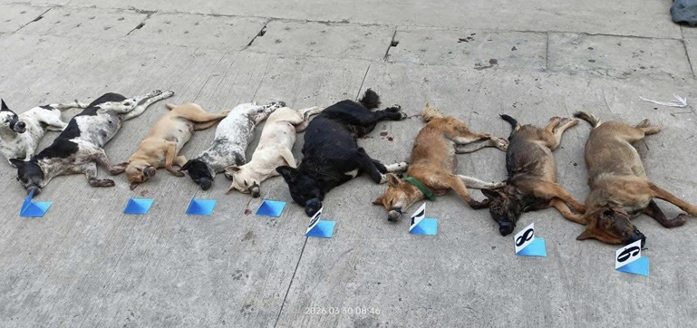 Bỏ lại xe và tang vật khi bị phát hiện trộm chó - Ảnh 2.