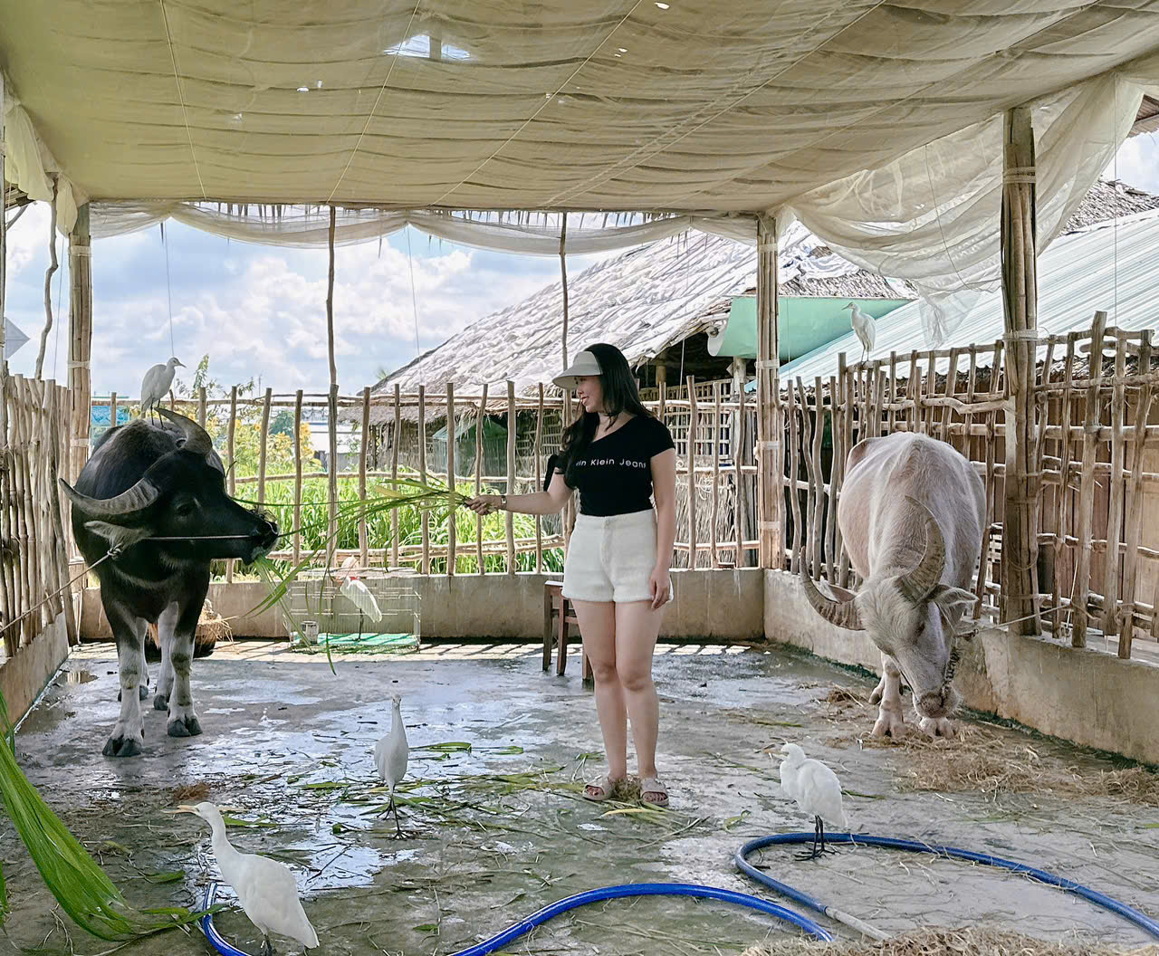 Ở cồn Sơn (Cần Thơ), tr&acirc;u v&agrave; đ&agrave;n c&ograve; được huấn luyện 'l&agrave;m du lịch', biết nghe lệnh, tương t&aacute;c với du kh&aacute;ch khiến nhiều người th&iacute;ch th&uacute;. - Ảnh 5.