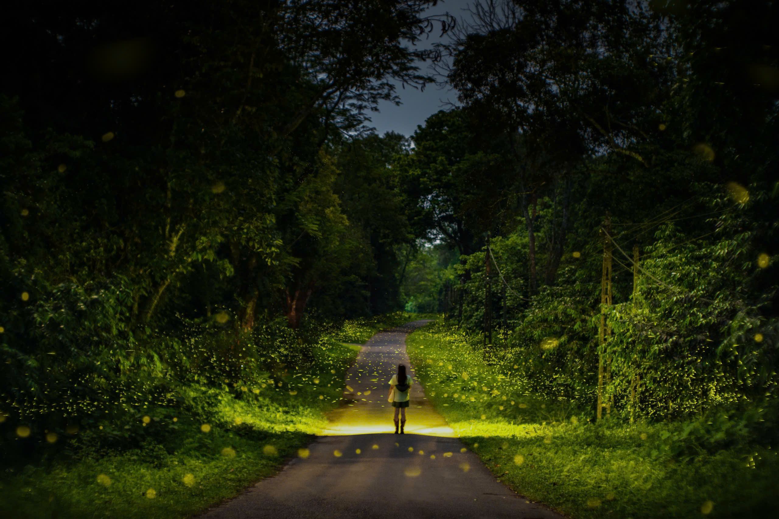 Mùa bướm đom đóm 2026 ở rừng Cúc Phương và ý nghĩa bảo tồn - Ảnh 2. Mùa bướm đom đóm 2026 ở rừng Cúc Phương và ý nghĩa bảo tồn - Ảnh 2.