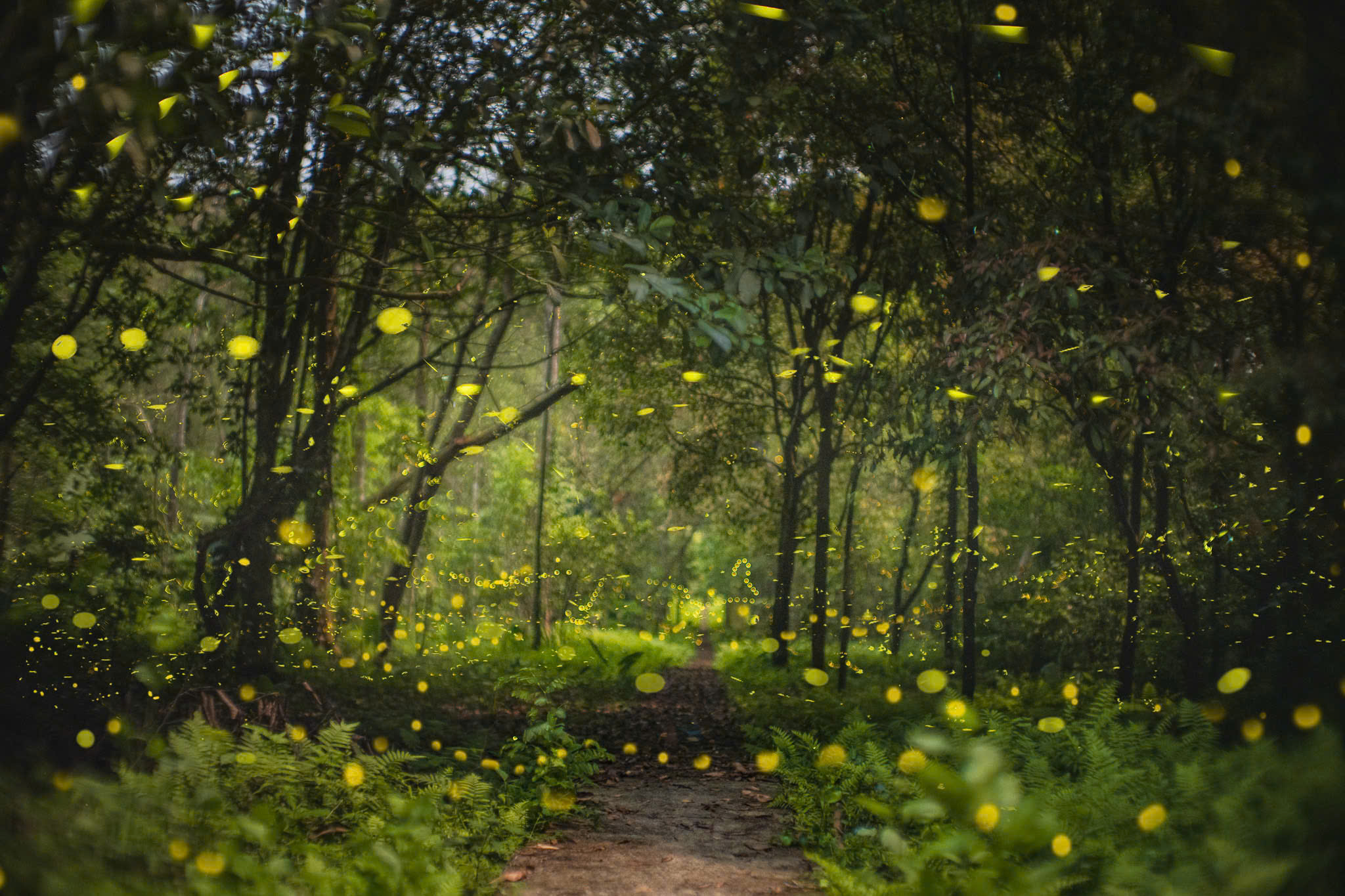 Mùa bướm đom đóm 2026 ở rừng Cúc Phương và ý nghĩa bảo tồn - Ảnh 4. Mùa bướm đom đóm 2026 ở rừng Cúc Phương và ý nghĩa bảo tồn - Ảnh 4.