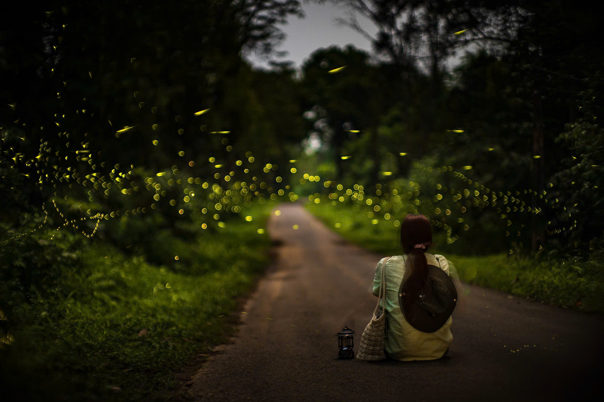 Mùa bướm đom đóm 2026 ở rừng Cúc Phương và ý nghĩa bảo tồn - Ảnh 3. Mùa bướm đom đóm 2026 ở rừng Cúc Phương và ý nghĩa bảo tồn - Ảnh 3.