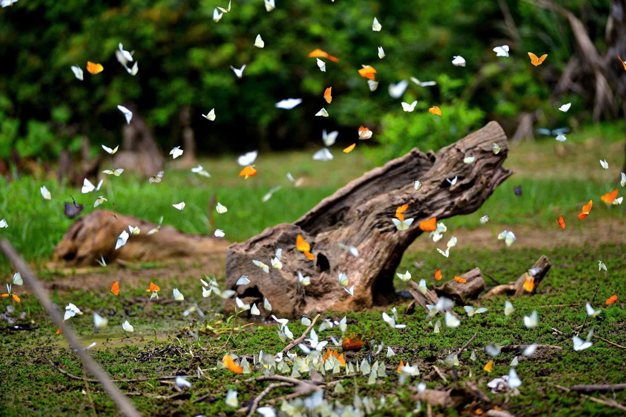 Mùa bướm đom đóm 2026 ở rừng Cúc Phương và ý nghĩa bảo tồn - Ảnh 1. Mùa bướm đom đóm 2026 ở rừng Cúc Phương và ý nghĩa bảo tồn - Ảnh 1.