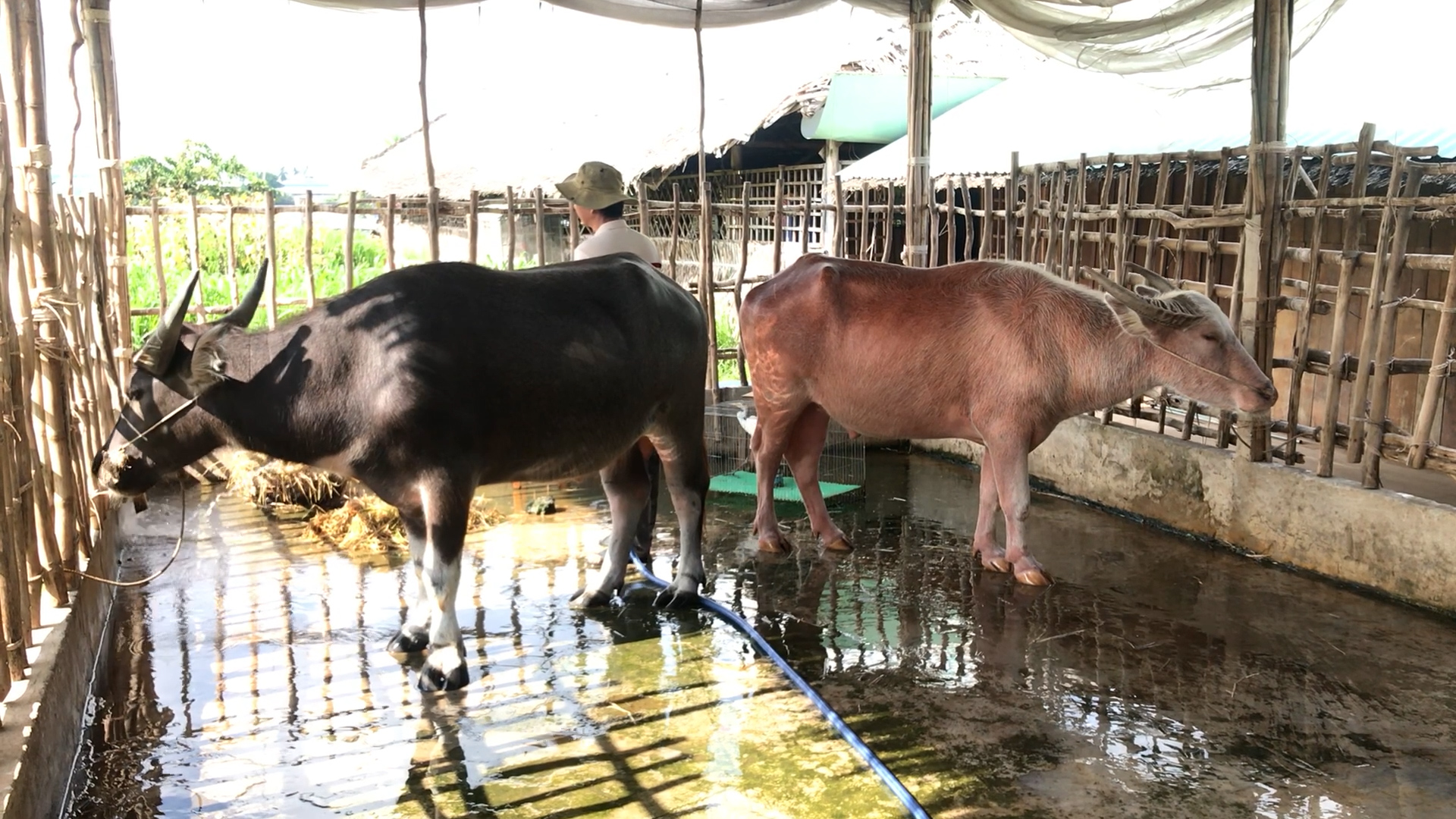 - Ảnh 1. - Ảnh 1.