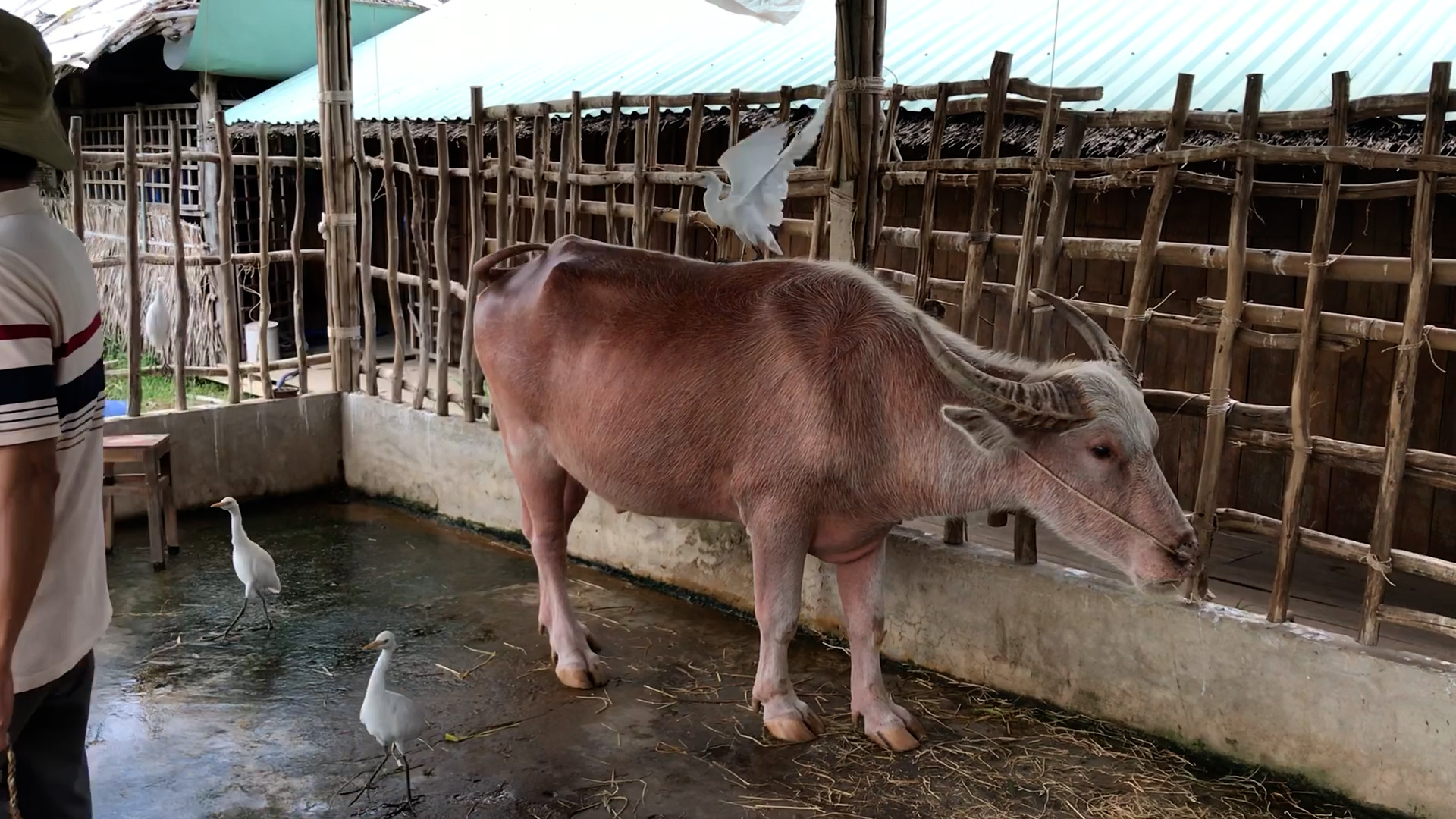 - Ảnh 2. - Ảnh 2.