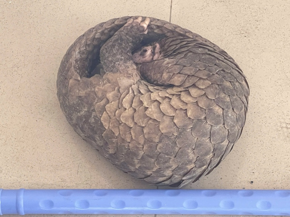 Cần Thơ: Bắt được cá thể tê tê dài hơn 1m ở khu tái định cư - Ảnh 1.