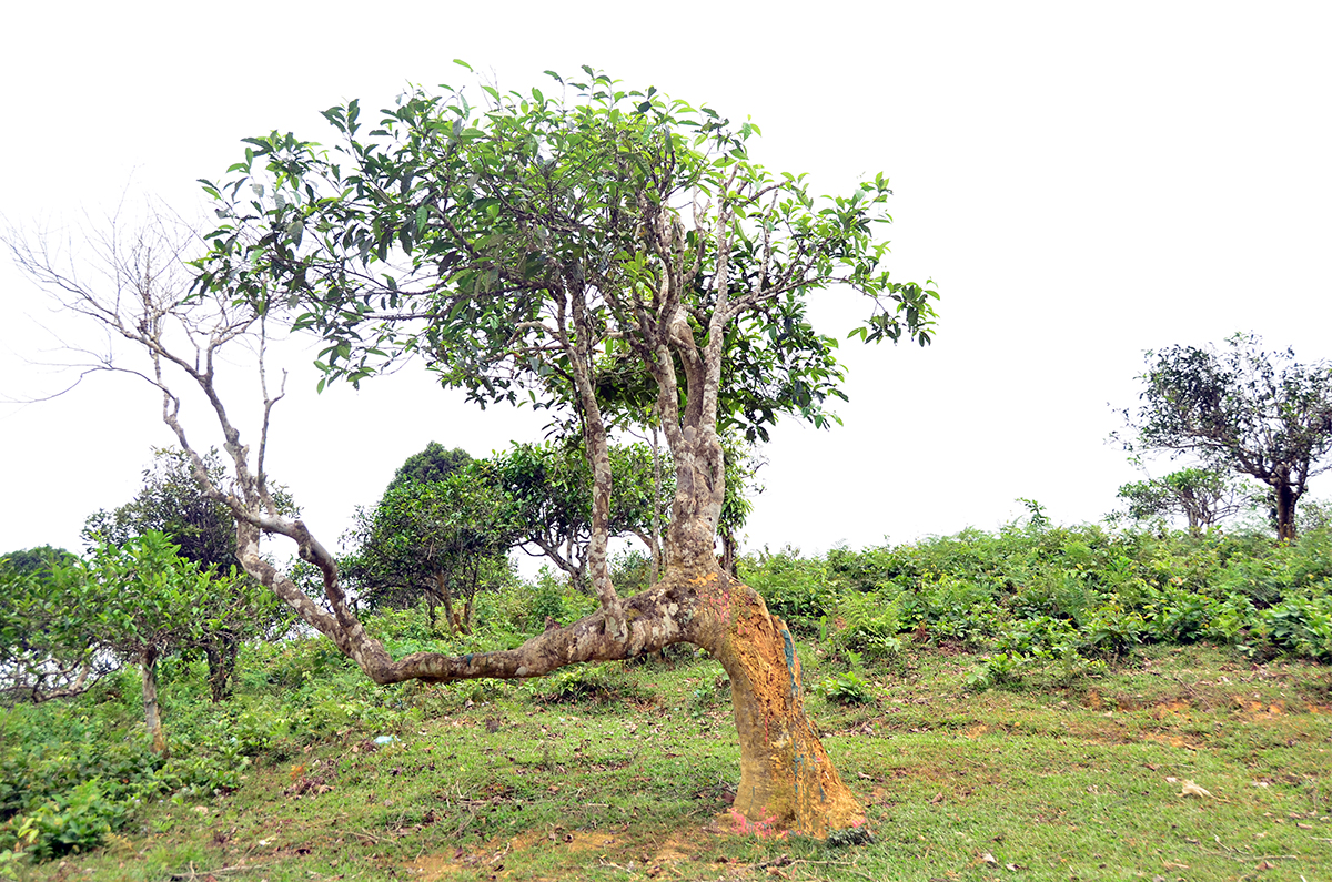 Nỗi niềm trà di sản: Trà Shan tuyết Suối Giàng 600 tuổi ' ra đi ' vì mối - Ảnh 1.