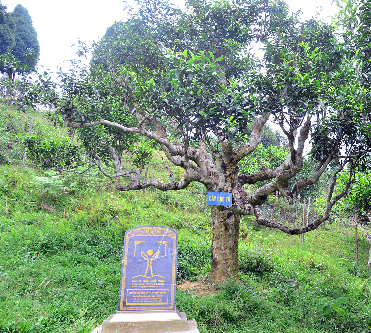 Nỗi niềm trà di sản: Trà Shan tuyết Suối Giàng 600 tuổi ' ra đi ' vì mối - Ảnh 2.