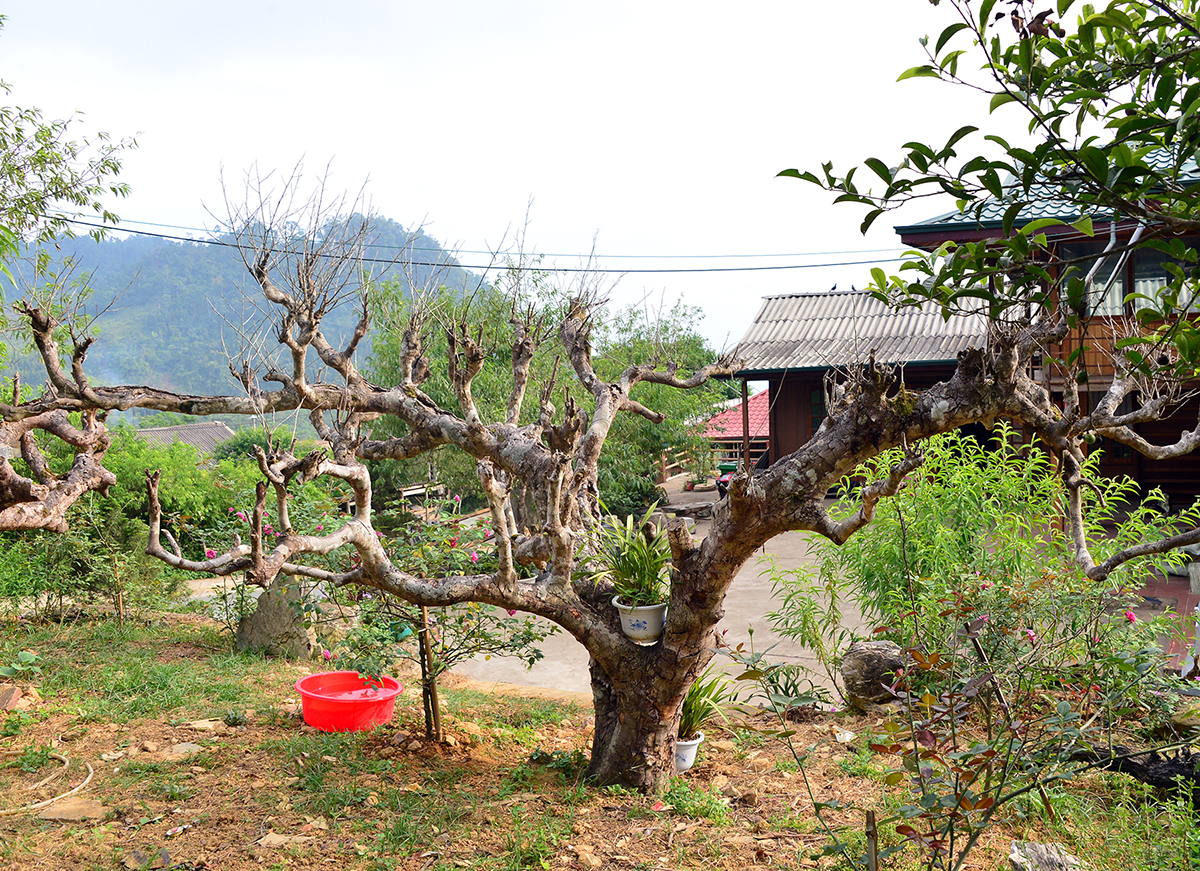 Nỗi niềm trà di sản: Trà Shan tuyết Suối Giàng 600 tuổi ' ra đi ' vì mối - Ảnh 3.
