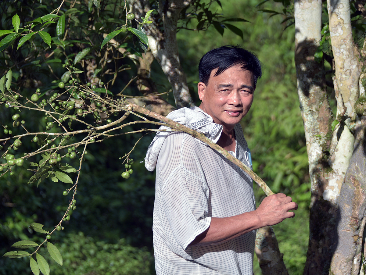 Nỗi niềm trà di sản: Trà Shan tuyết Suối Giàng 600 tuổi ' ra đi ' vì mối - Ảnh 6.