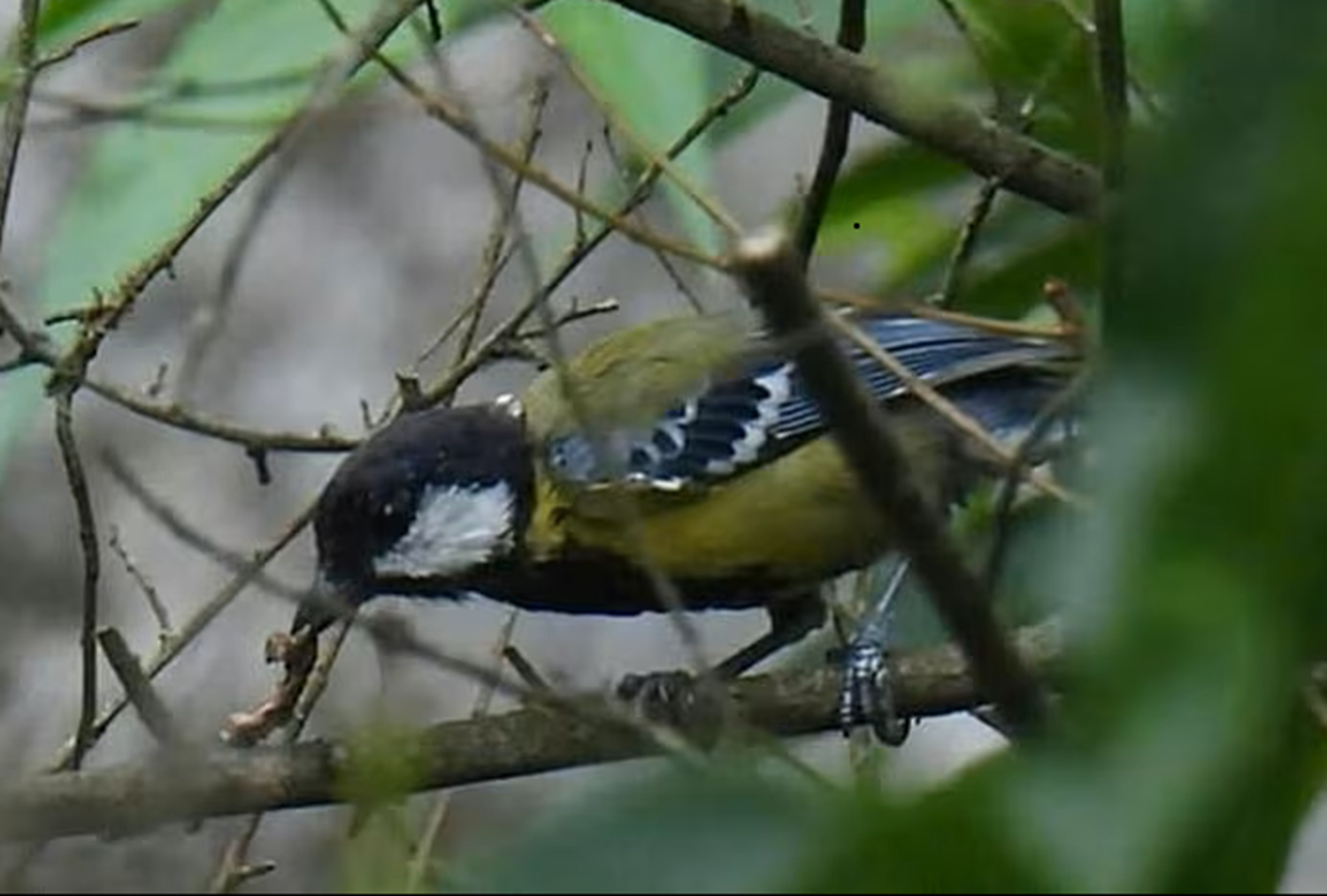 Loài vịt nâu đỏ quý hiếm được ghi nhận tại vườn quốc gia Phong Nha - Kẻ Bàng - Ảnh 3.