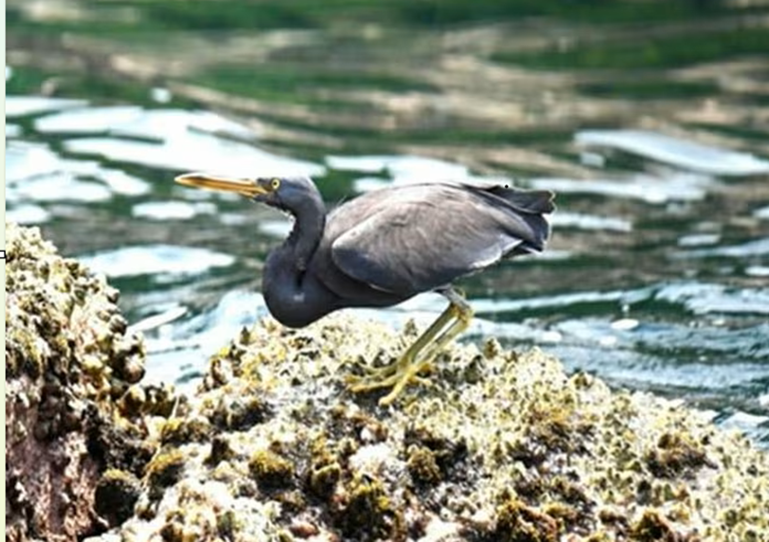 Loài vịt nâu đỏ quý hiếm được ghi nhận tại vườn quốc gia Phong Nha - Kẻ Bàng - Ảnh 2.