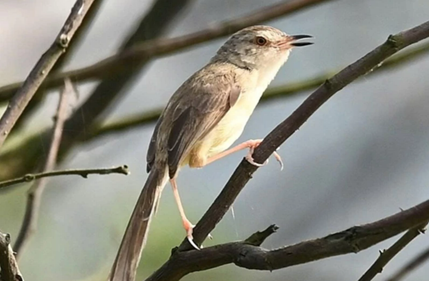Loài vịt nâu đỏ quý hiếm được ghi nhận tại vườn quốc gia Phong Nha - Kẻ Bàng - Ảnh 4.