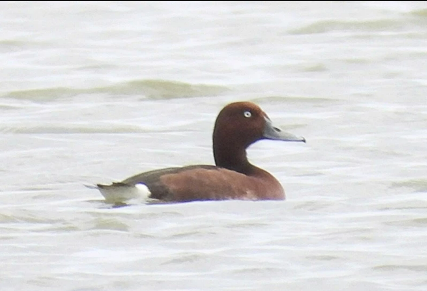 Loài vịt nâu đỏ quý hiếm được ghi nhận tại vườn quốc gia Phong Nha - Kẻ Bàng - Ảnh 1.