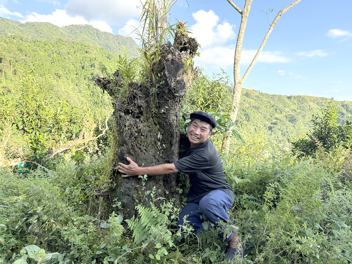 Nỗi niềm trà di sản: Ngậm ngùi số phận 'cụ trà' 001- Ảnh 4.