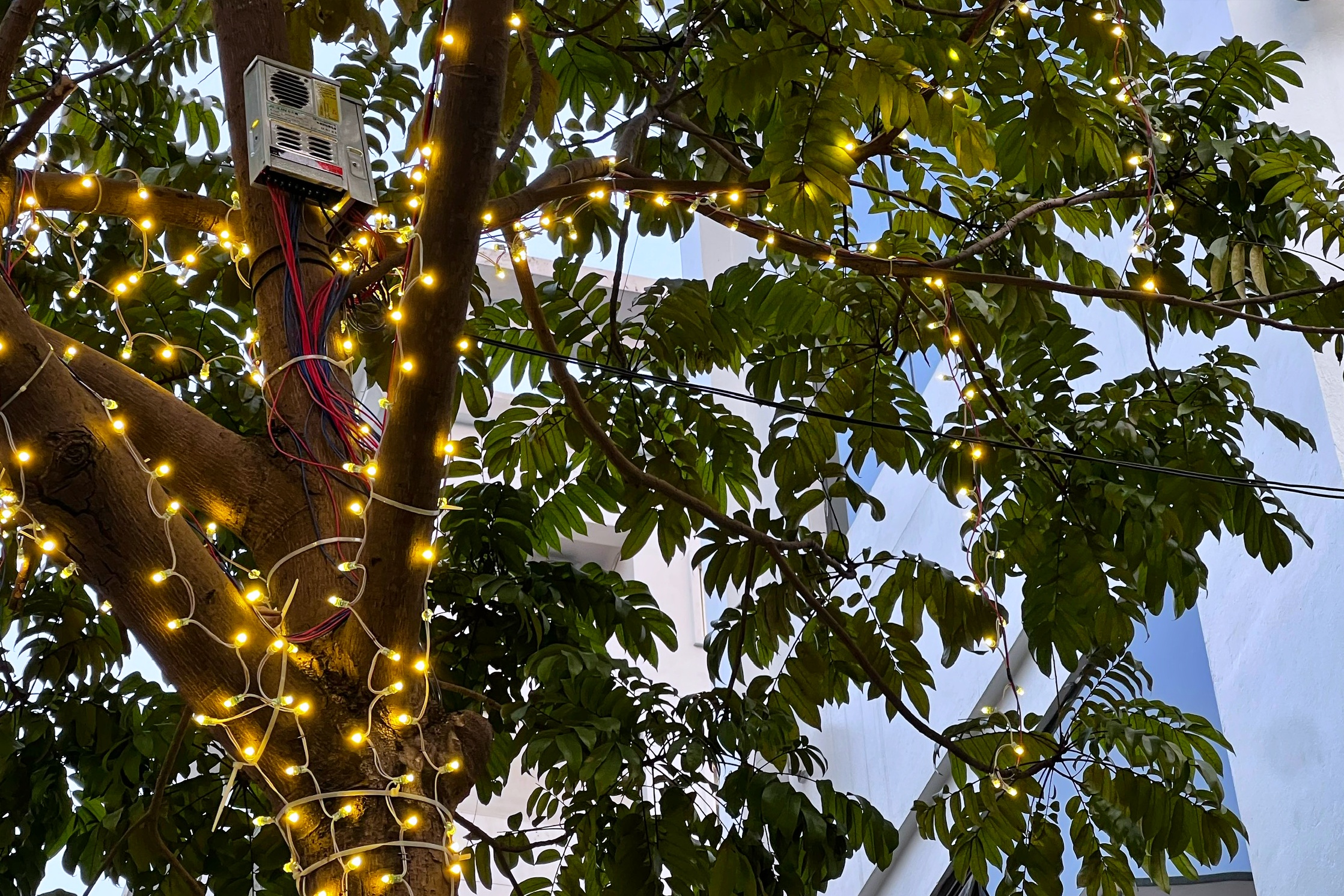 Thực trạng c&acirc;y xanh 'g&aacute;nh' đ&egrave;n trang tr&iacute;, biển hiệu ở H&agrave; Nội- Ảnh 9.