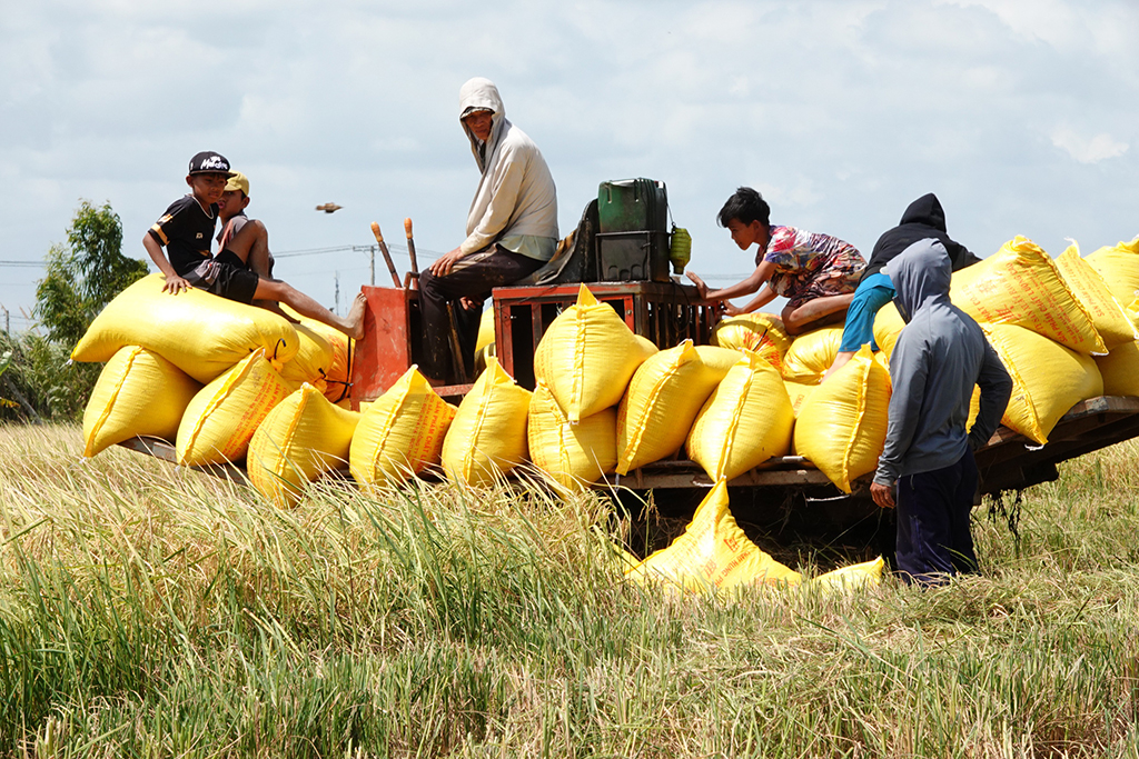 Thế khó của hạt gạo- Ảnh 1.