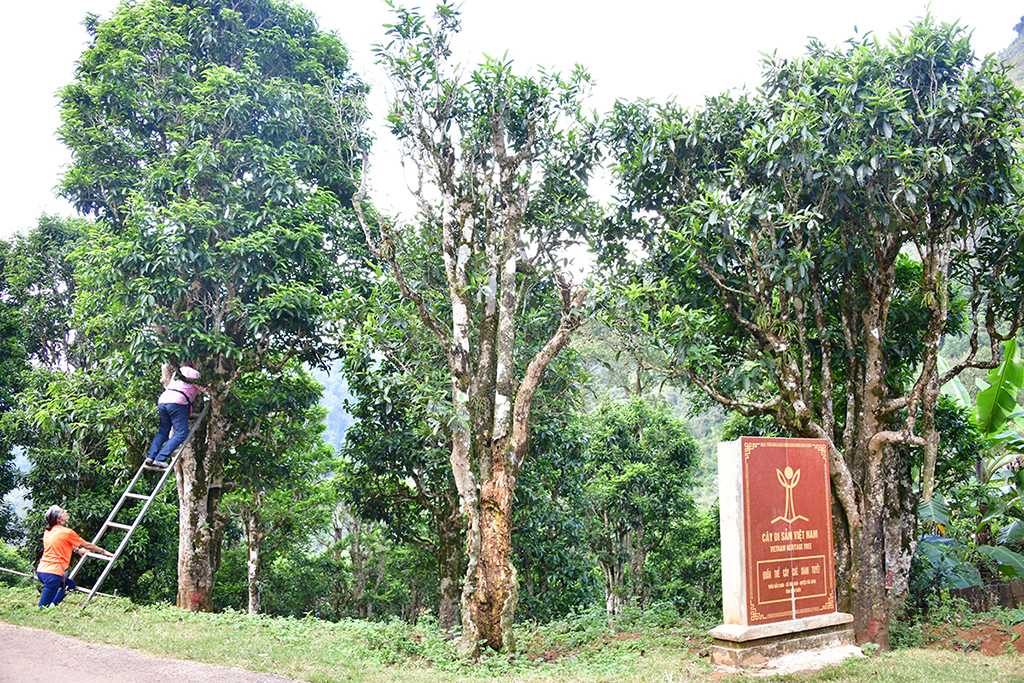 Nỗi niềm trà di sản 2026 bia di sản ' bức tử ' cây trà qúy trà Shan tuyết - Ảnh 5.