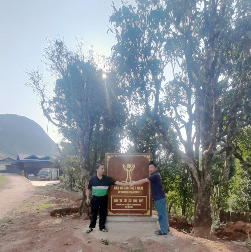 Nỗi niềm trà di sản 2026 bia di sản ' bức tử ' cây trà qúy trà Shan tuyết - Ảnh 6.