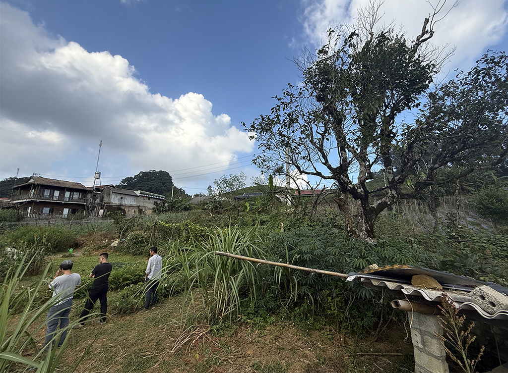 Chặt cành búp tím, bỏ quên Pà Cò- Ảnh 3.
