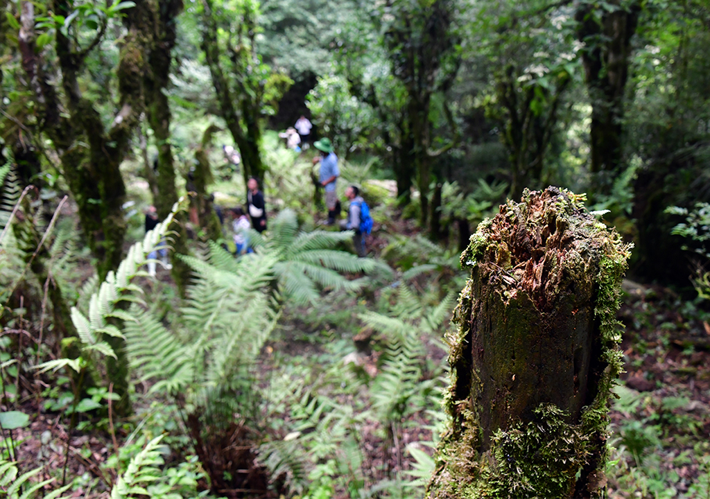 Chặt cành búp tím, bỏ quên Pà Cò- Ảnh 4.